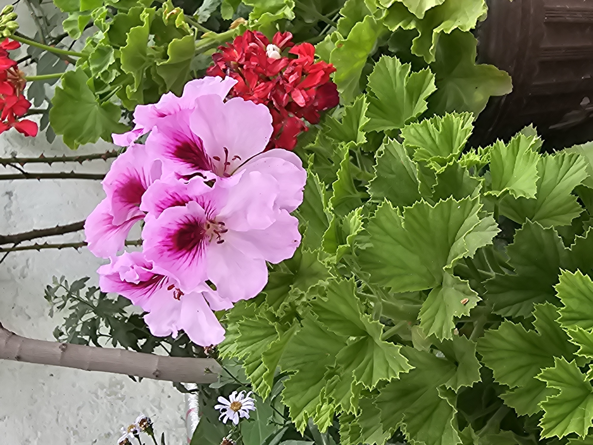 In Özgön, Kyrgyzstan, a close-up shot captures a vibrant display of geraniums and other flora. The foreground is dominated by large, crinkled green geranium leaves, their edges serrated and a rich emerald hue. Nestled amongst these leaves are clusters of bright pink geranium flowers, their petals delicately layered and marked with deep magenta centers. To the right and slightly behind the pink blooms, a cluster of smaller, vivid red flowers, also likely geraniums, adds a contrasting splash of color. In the background, a rough-textured, light-colored wall serves as a neutral backdrop, with a thin tree trunk and some thorny branches visible. A few smaller, white-petaled flowers with yellow centers are also present, adding further texture and visual interest. The overall impression is one of a lush, well-maintained garden in bloom.