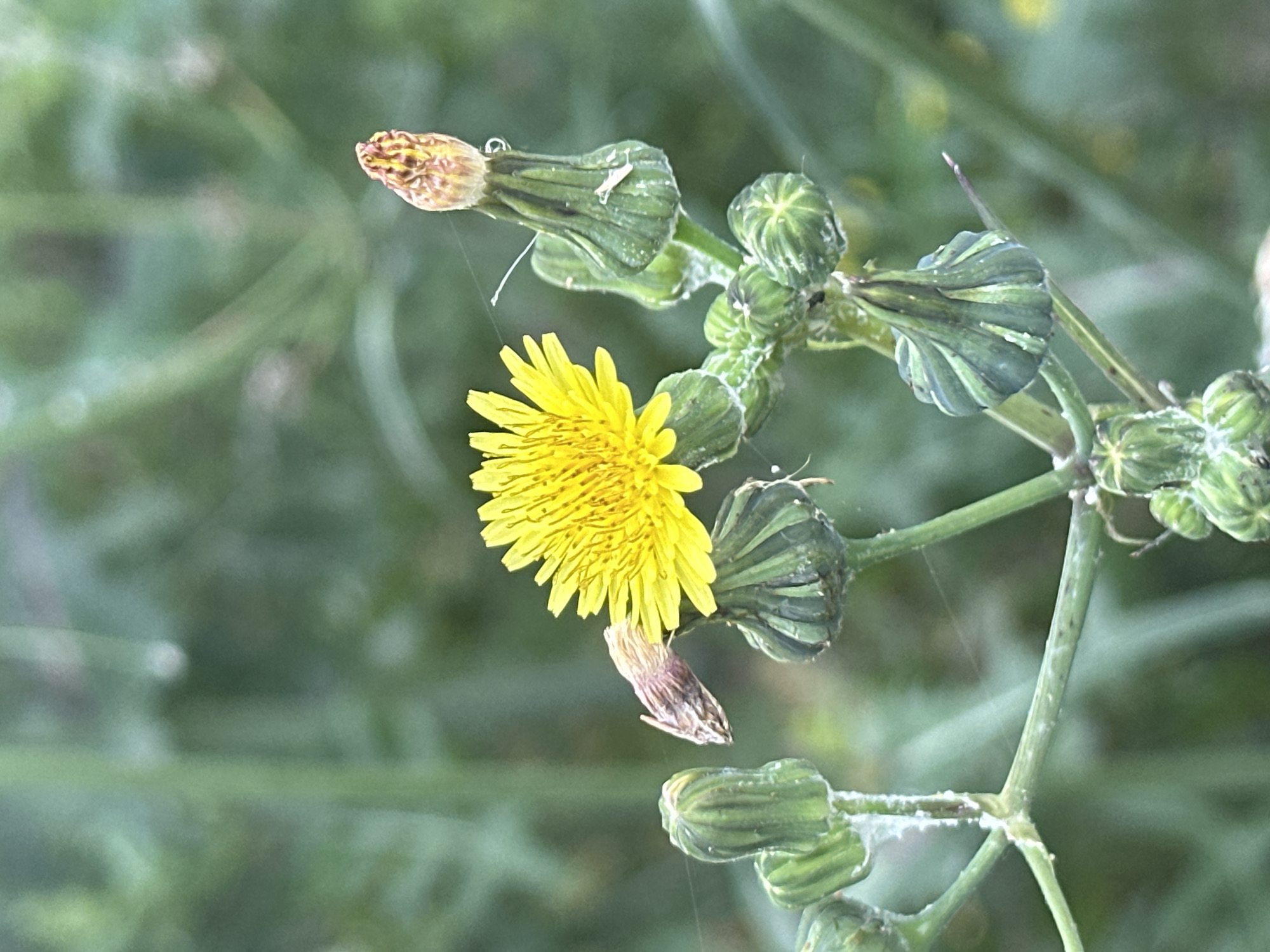 The image is a close-up shot of a single yellow flower, likely a type of dandelion, surrounded by several unopened green buds and seed heads. The flower is in full bloom, with its petals radiating outwards. Some of the buds are tightly closed, while others are starting to unfurl. A few withered or dried flower parts are also visible. The plant is growing in a natural, outdoor environment, with a blurred background of green foliage. There is a fine strand of spiderweb visible near the flower and some buds. The overall scene suggests a natural setting, possibly a park, garden, or field. No humans or animals are present in the image. The image is a photograph taken in the city of Willich, Germany.