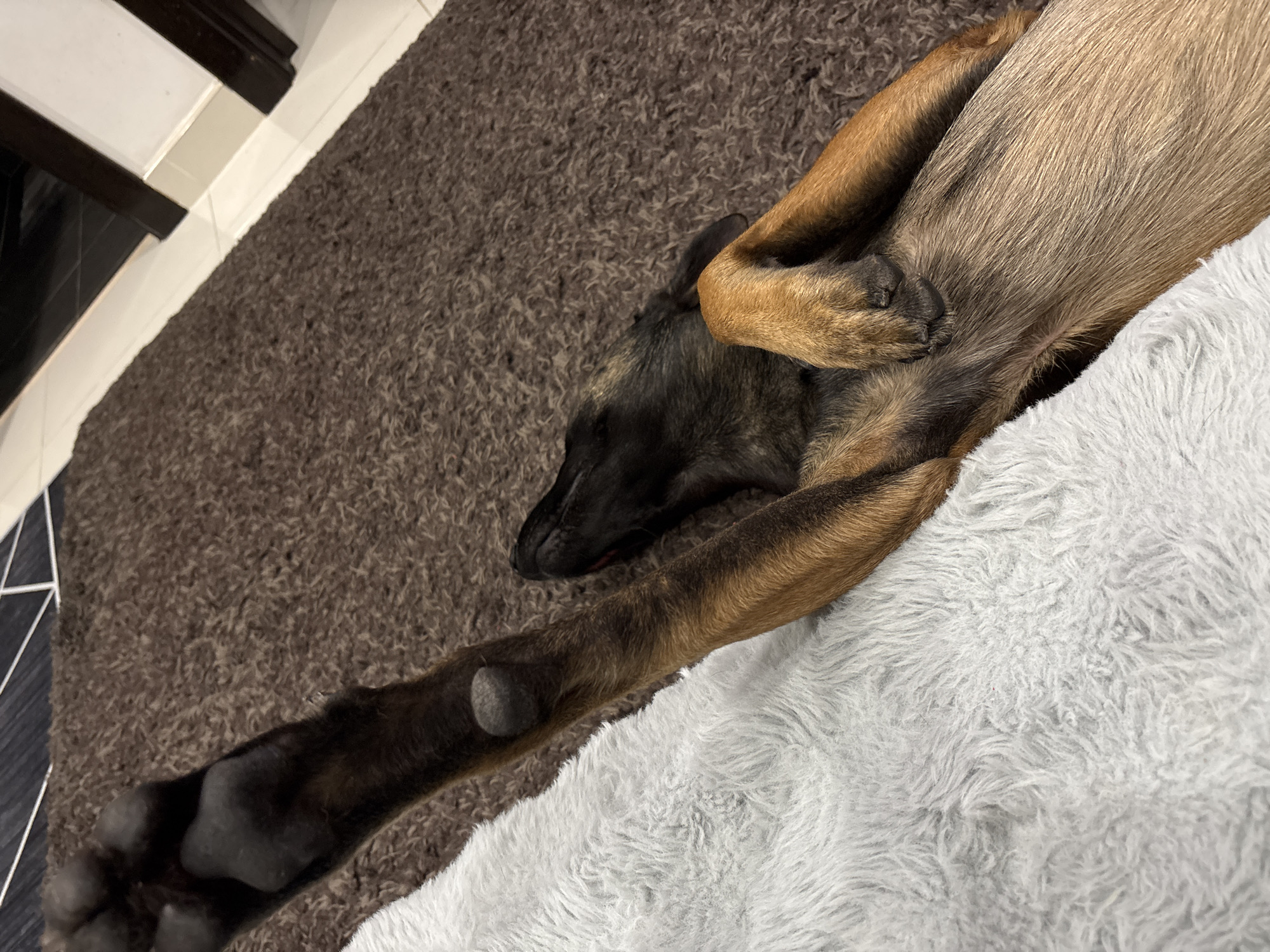 A Belgian Malinois dog is lying on its back on a fluffy white rug and a brown shag carpet. The dog's hind leg is extended upwards, with its paw clearly visible. Its head is turned to the side, and its eyes are closed, suggesting it is sleeping or resting comfortably. The dog's fur is a mix of tan and black. The scene appears to be indoors, possibly in a living room or bedroom. The background shows a tiled floor and dark wooden trim, consistent with a residential interior. The overall impression is one of a relaxed and comfortable pet.