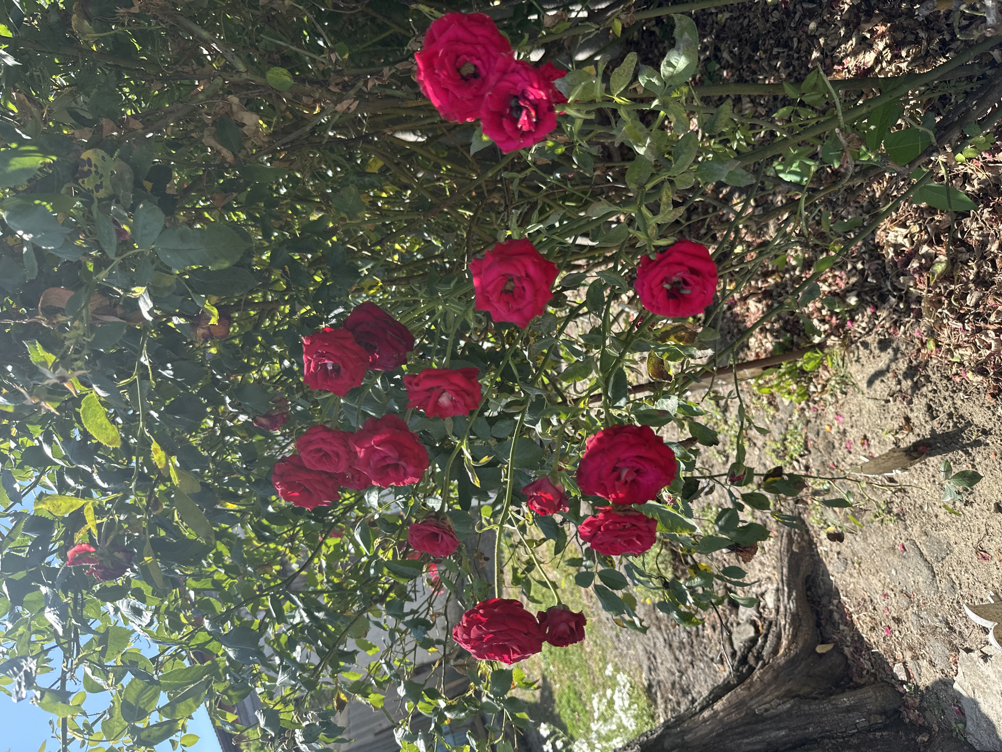 The image depicts a rose bush with numerous red roses in bloom, set against a backdrop of green foliage. The roses are various shades of red and are in different stages of bloom, with some fully open and others still forming buds. The bush is dense with leaves and branches, creating a natural, somewhat untamed appearance. The ground beneath the bush is covered with dry soil, scattered rose petals, and some debris. To the left of the bush, a large, weathered tree trunk is visible, with its bark rough and textured. The overall environment appears to be an outdoor setting, possibly a garden or a yard, with dappled sunlight filtering through the leaves, suggesting it is daytime. The image does not contain any people or specific architectural elements that would definitively place it in Temryuk, Russia.