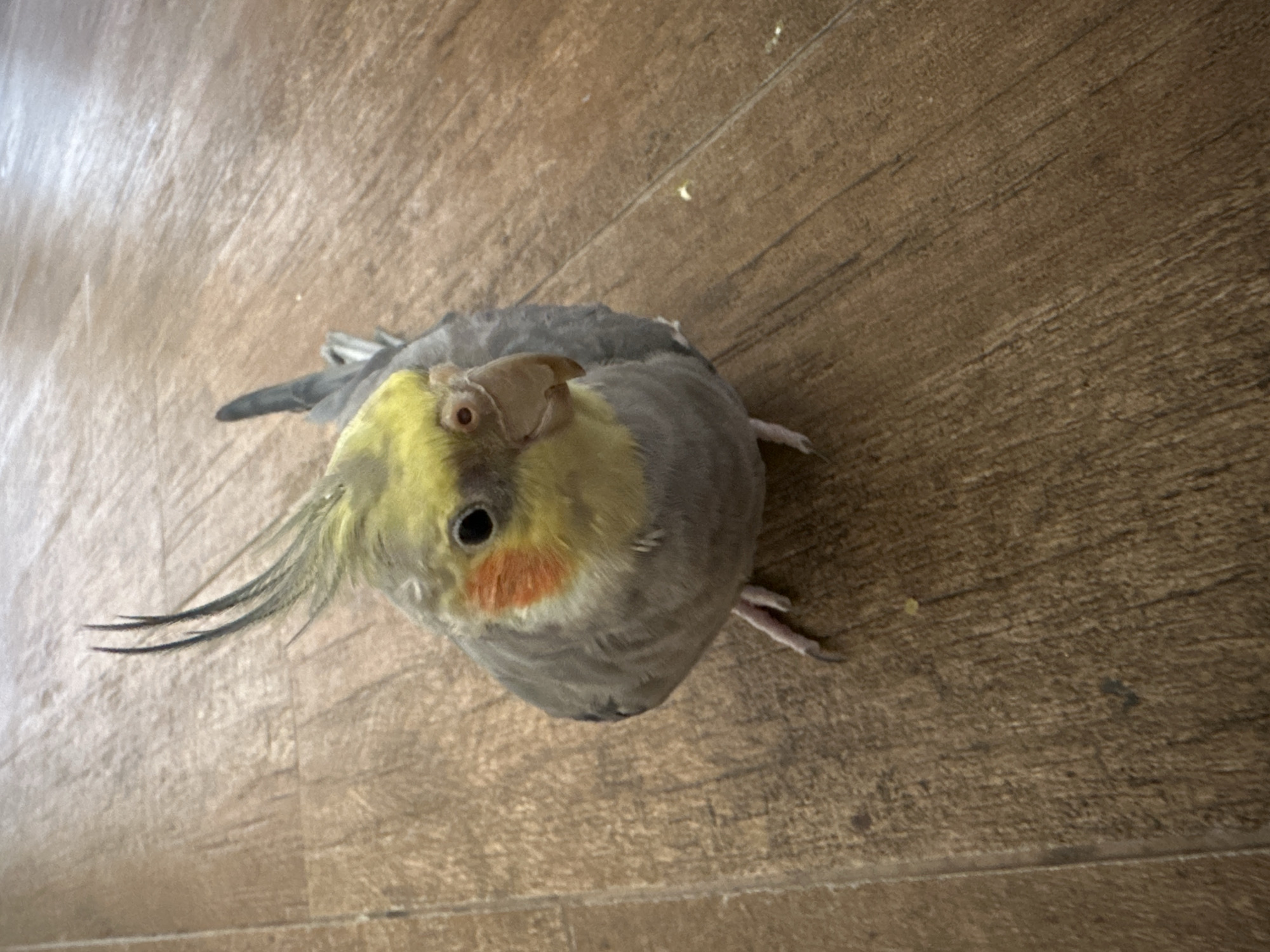 A cockatiel stands on a brown wooden floor. The bird has grey plumage with a yellow face, orange cheek patches, and long, pointed crest feathers. The floor's grain runs diagonally across the image. The location is not discernible from the image and therefore the city of Yerevan, Armenia, cannot be confirmed.