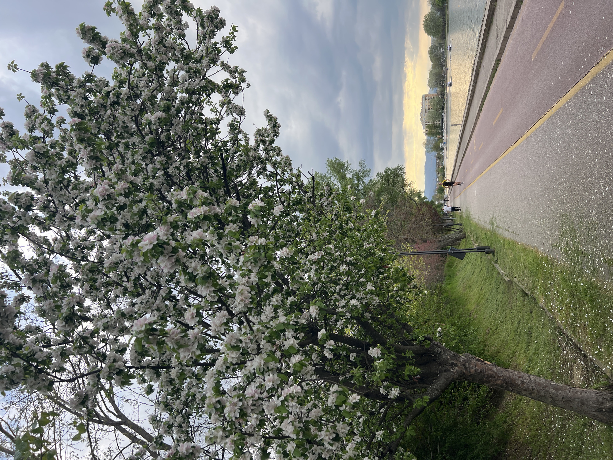 The image captures a vibrant spring scene along a riverside path in Plovdiv, Bulgaria. The photograph is oriented vertically, showing the horizon tilting diagonally from the bottom right to the top left.
In the immediate foreground and extending to the left, a large tree laden with white and faint pink blossoms dominates the frame, its branches and abundant flowers filling a significant portion of the view. The light-colored petals are numerous, suggesting the tree is in full bloom.
To the right of the blossoming tree, a paved path unfolds, divided into two lanes: a reddish one, likely for cycling, and a grey one, presumably for pedestrians, separated by a yellow line. Along this path, at least two individuals are visible. One person, wearing a yellow top and dark shorts, appears to be running or jogging further down the path, while another person in a white top walks behind them.
Adjacent to the path is a calm body of water, which appears to be a river or lake, consistent with the Maritsa River in Plovdiv. Small boats or kayaks are scattered across its surface in the mid-ground. On the far bank of the water, several buildings form a distant cityscape, with mountains or hills visible behind them in the hazy distance.
The sky is overcast with scattered clouds, but a warm, yellowish glow is present on the horizon above the distant buildings, suggesting either early morning or late afternoon light. The overall atmosphere is peaceful and serene, indicative of a pleasant spring day. Green grass lines the path and riverbank, and other trees with newly unfurled green leaves or bare branches are visible in the background. No visible text is present in the image.