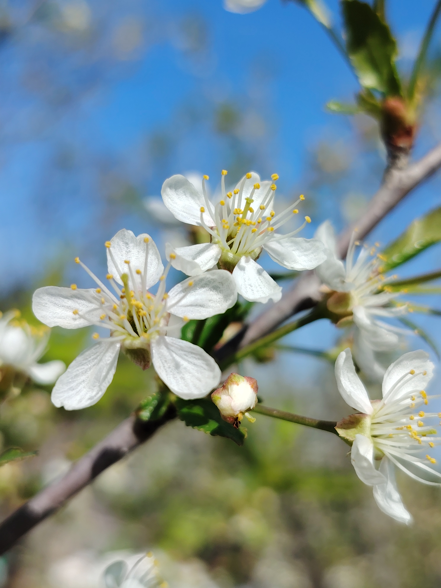 The image depicts several white flowers with yellow stamens blooming on a branch. The flowers are in various stages of bloom, some fully open and others still in bud. The background is a blurry mix of blue sky and green foliage. The location is specified as Chaikovsky, Russia, but this cannot be visually confirmed from the image itself.