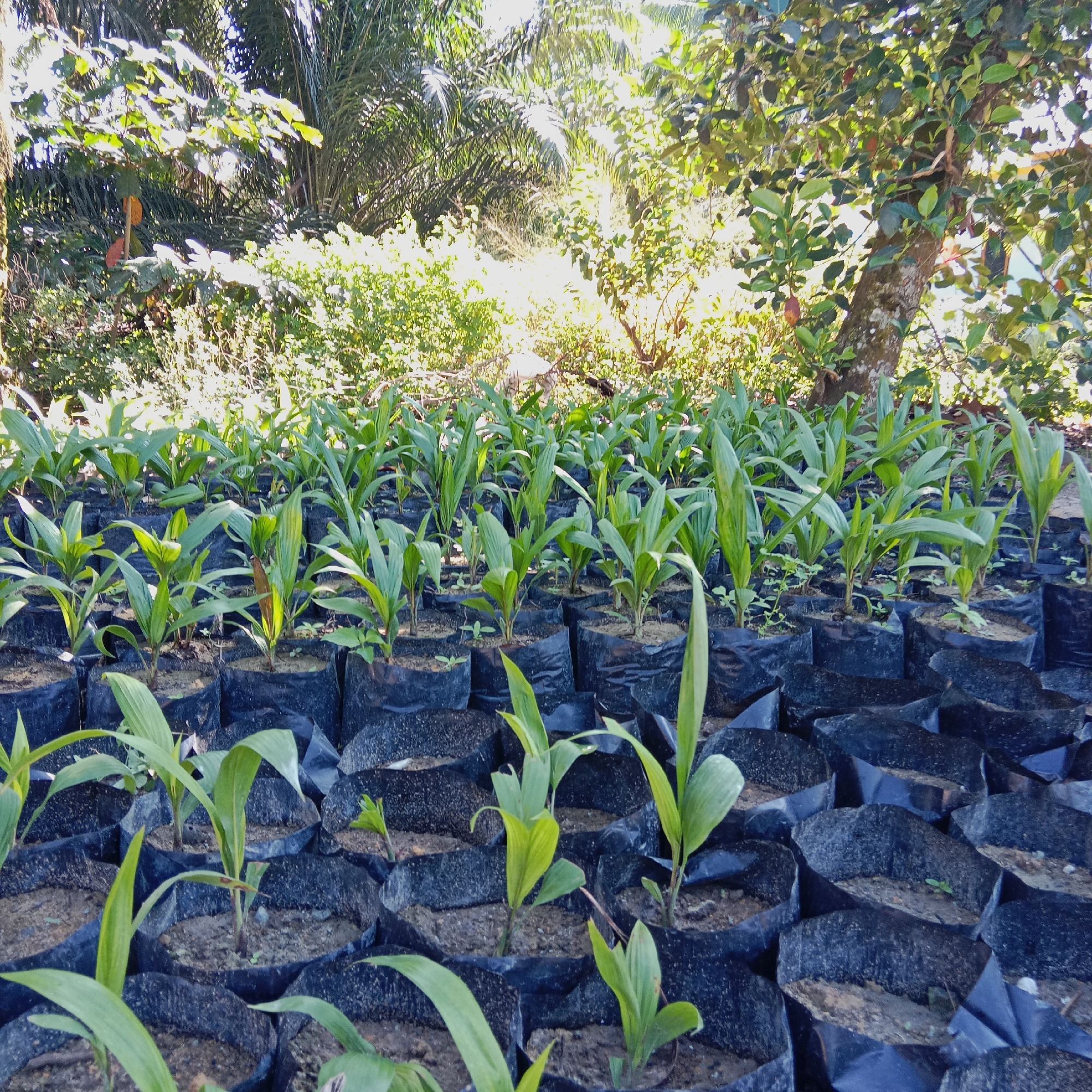 The image shows a nursery filled with numerous young oil palm seedlings, each planted in a black plastic bag. The seedlings are arranged in rows, suggesting a systematic cultivation process. In the background, lush green foliage indicates a tropical environment, consistent with the location in Indonesia. Sunlight filters through the leaves, creating a bright, dappled effect. The overall scene is one of agricultural activity focused on plant propagation.