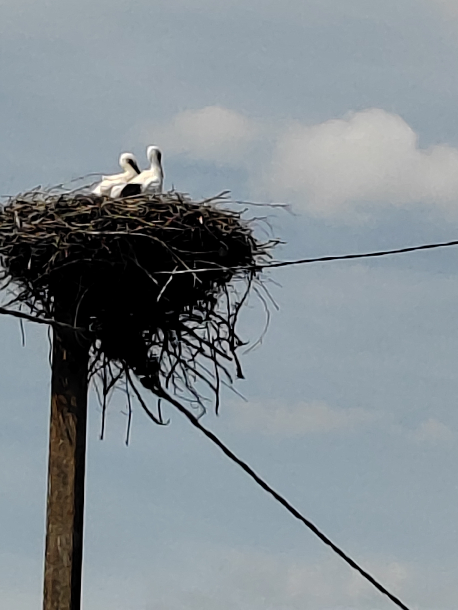 The image shows a nest built by storks on top of a utility pole. The nest is large and constructed from numerous branches and twigs. Inside the nest, two young storks are visible. They are mostly white with black accents on their wings and have long, thin necks and beaks. The nest is situated against a pale blue sky with a few wispy clouds. A power line runs horizontally across the frame, passing behind the nest. The nest and pole are illuminated by daylight, suggesting it is daytime. The setting appears to be a rural area, given the presence of a utility pole and the natural construction of the nest. The overall mood is one of nature and domesticity, with the young storks in their nest. There is no visible text in the image.