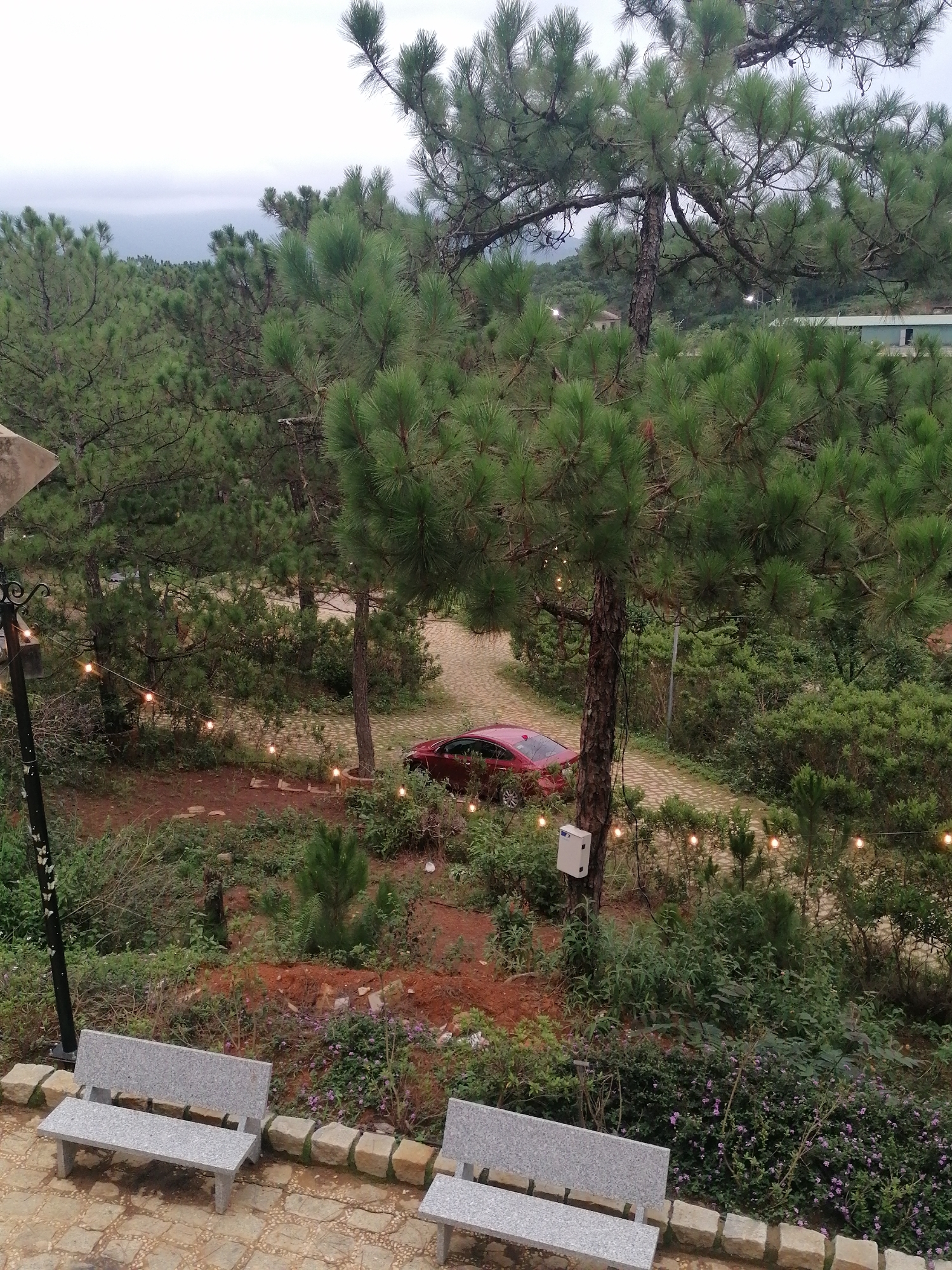 This image presents an elevated, scenic view of a forested area, likely a park or resort, situated in Lạc Dương, Vietnam. The scene is dominated by numerous tall pine trees with their characteristic long, green needles, creating a dense, natural canopy.
In the immediate foreground, two modern, light-grey granite benches with backs are positioned on a paved area composed of irregular stone blocks. To the left, a black, decorative lamp post with what appear to be butterfly-shaped embellishments is visible.
Below, a winding path, seemingly made of dirt or loose gravel, meanders through the trees. A bright red sedan car is parked on or adjacent to this path. A string of illuminated incandescent bulbs is strung between trees and posts, following the path's curve and providing a warm, inviting glow. A small white electrical box is affixed to the trunk of one of the pine trees. The ground beneath the trees is a mix of reddish-brown soil and lush green undergrowth, including shrubs and small plants with purple flowers.
The sky is overcast and grey, suggesting either late afternoon or early evening, or a generally cloudy day, which casts a soft, diffused light across the landscape. In the distant background, rolling hills covered in vegetation can be seen under the hazy sky, consistent with the mountainous region of Lạc Dương. The overall atmosphere is tranquil and natural, with no people visible. There is no discernible text on any visible objects.