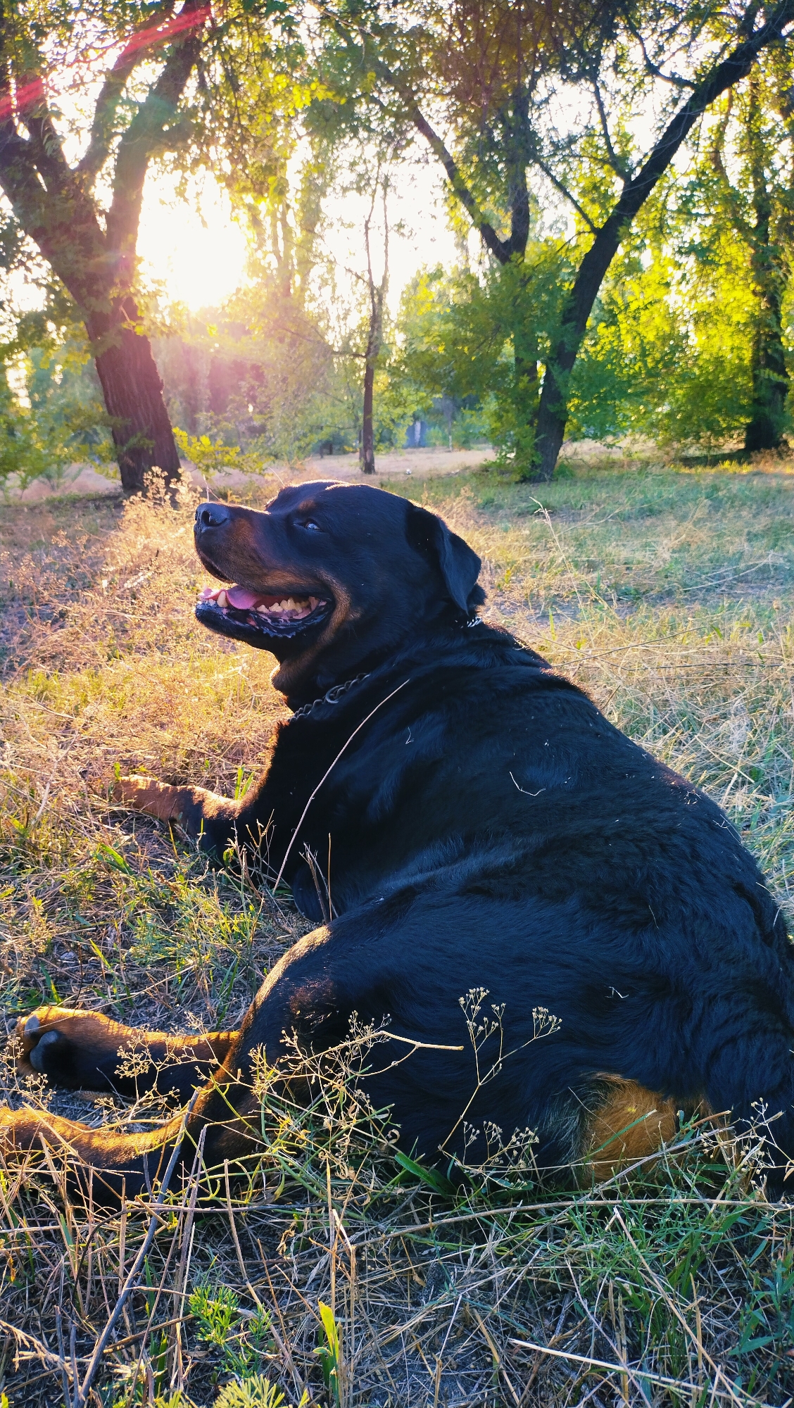 The image depicts a large, black dog, possibly a Rottweiler, lying in dry grass with its head turned to the left and mouth open, panting. The dog is situated in a park-like setting with trees in the background and dappled sunlight filtering through the leaves. The lighting suggests it is either early morning or late afternoon. The environment appears to be a natural outdoor space, possibly within the city of Horishni Plavni, Ukraine, given the context. The ground is covered with a mix of dry grass and some greener patches. The dog is wearing a metal chain collar.
