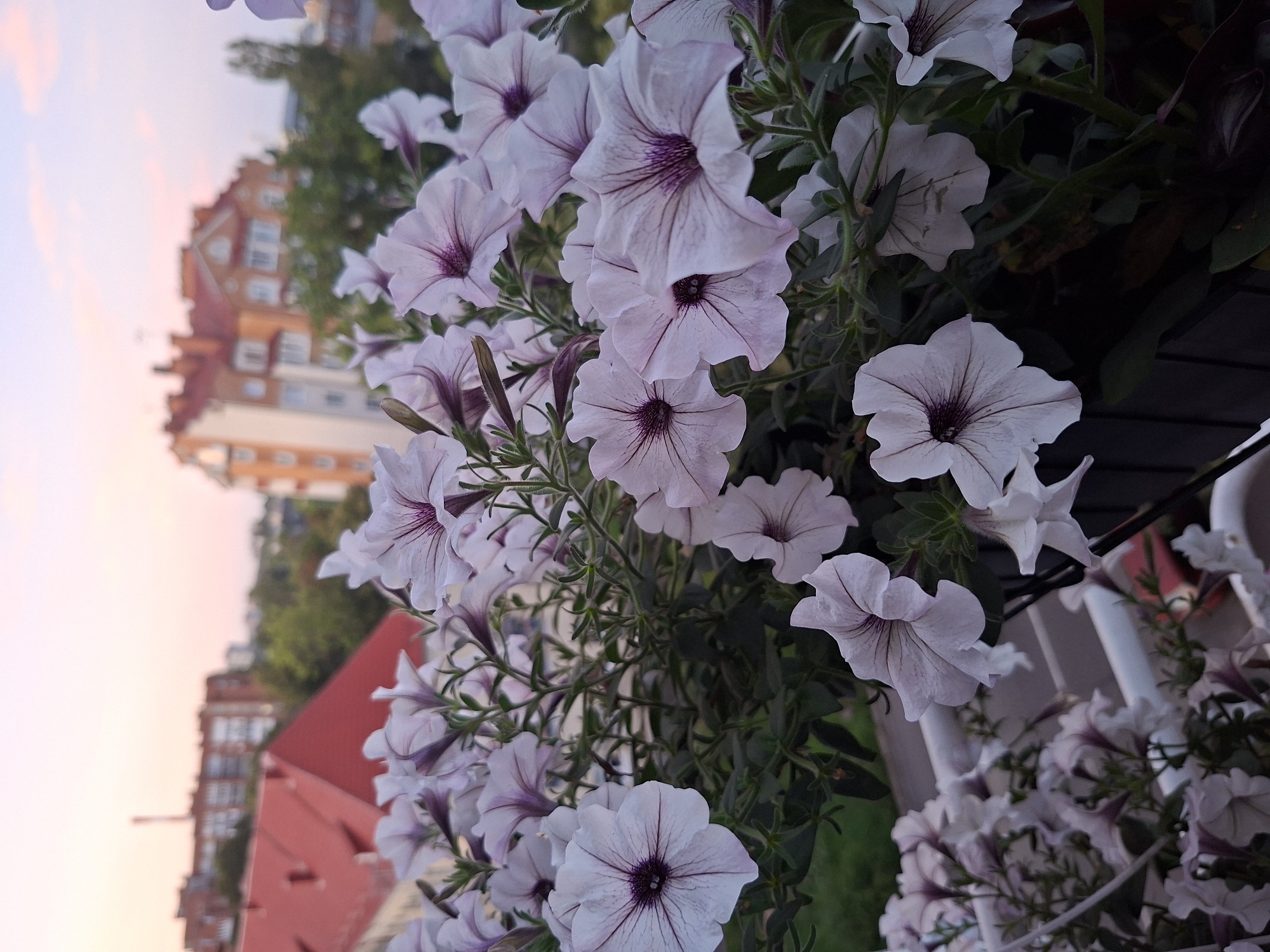 In Kaliningrad, Russia, on a balcony overlooking residential buildings, a cluster of light purple petunias with dark purple veins bloom vibrantly against a dusky sky. The petunias are the central focus, their delicate petals spread wide as if basking in the last rays of sunlight. Behind them, the muted reds and oranges of building rooftops peek through lush green foliage, hinting at the urban landscape. The overall impression is one of natural beauty thriving amidst the city's structures, captured during the soft glow of twilight.