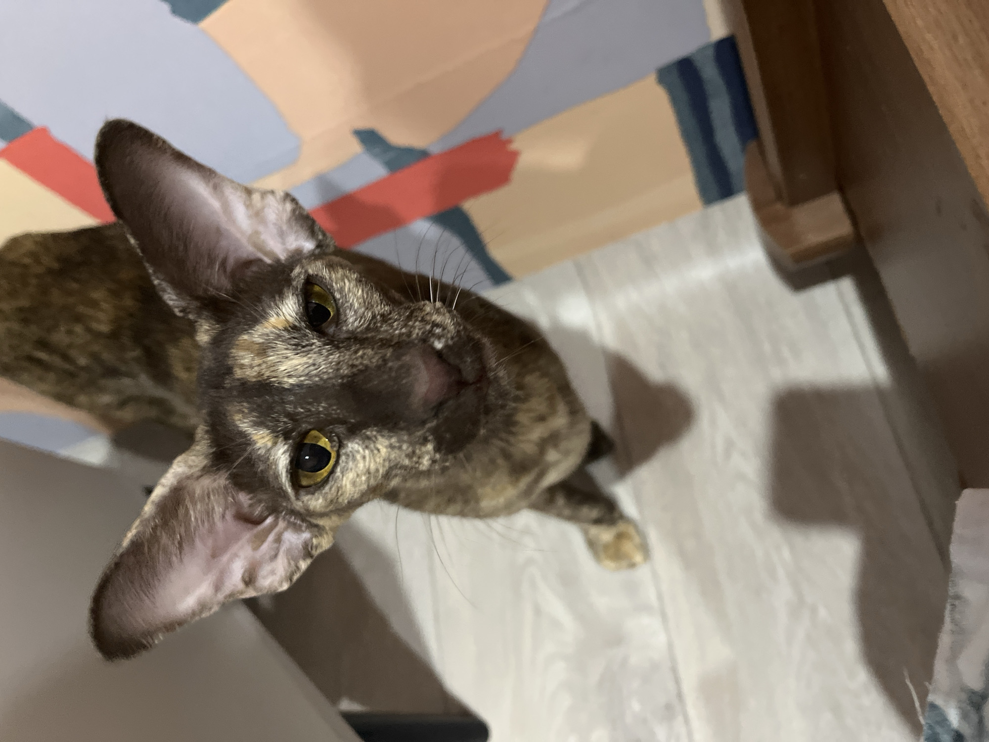 A tortoiseshell Oriental Shorthair cat looks up towards the camera. It has large ears and golden eyes. The cat is standing on a light-colored floor, and behind it, there is a wall with abstract painted shapes in blue, orange, beige, and grey. To the right of the cat is a dark wooden object, possibly furniture. The location is unknown and could not be derived from the image.