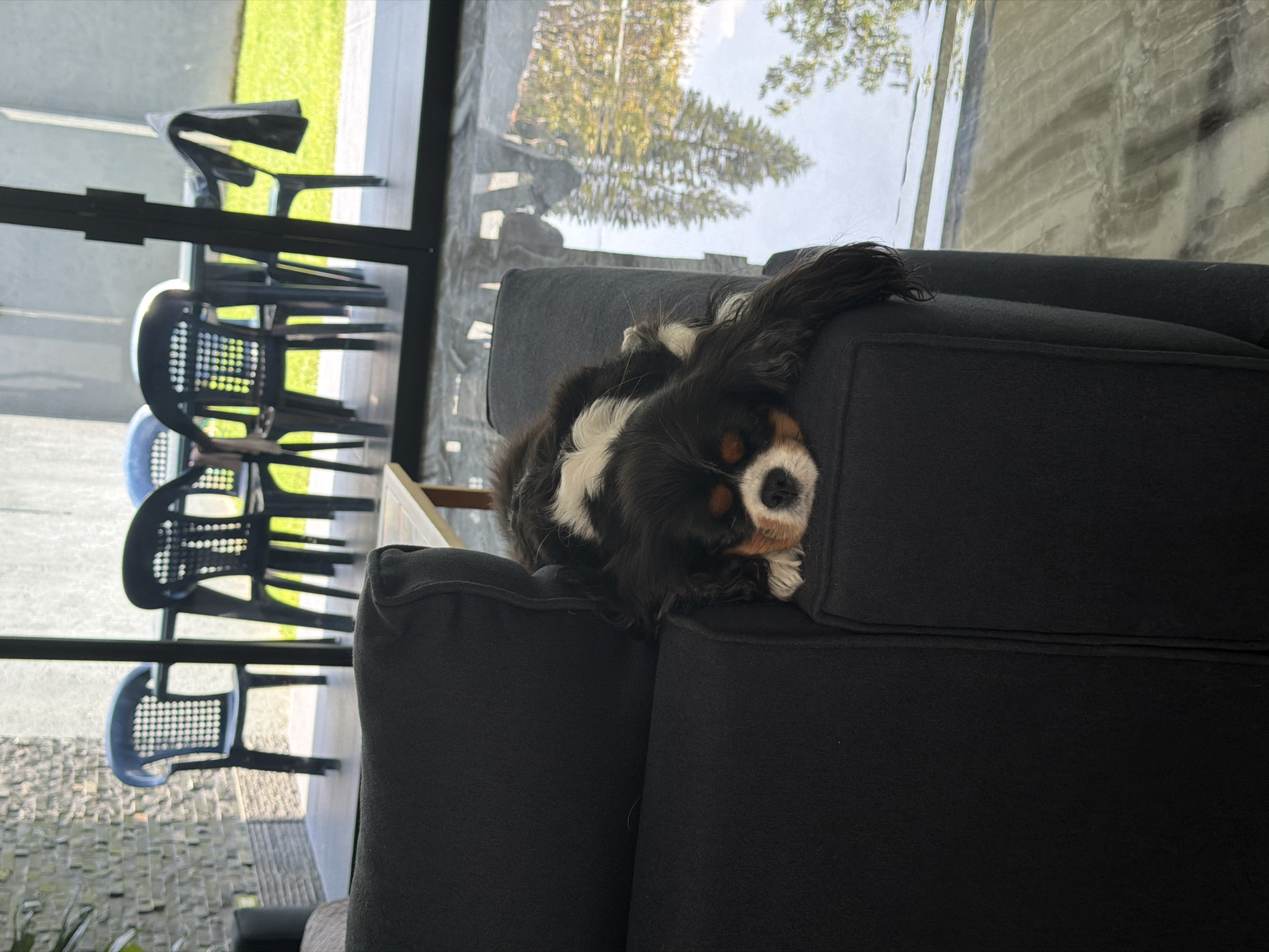 A Cavalier King Charles Spaniel dog rests on a dark grey couch indoors, near a large glass window. Outside the window are several black and blue plastic chairs stacked on a light-colored patio. Beyond the patio, green grass and trees are visible. The location may be Puebla, Mexico, but this cannot be confirmed from the image.