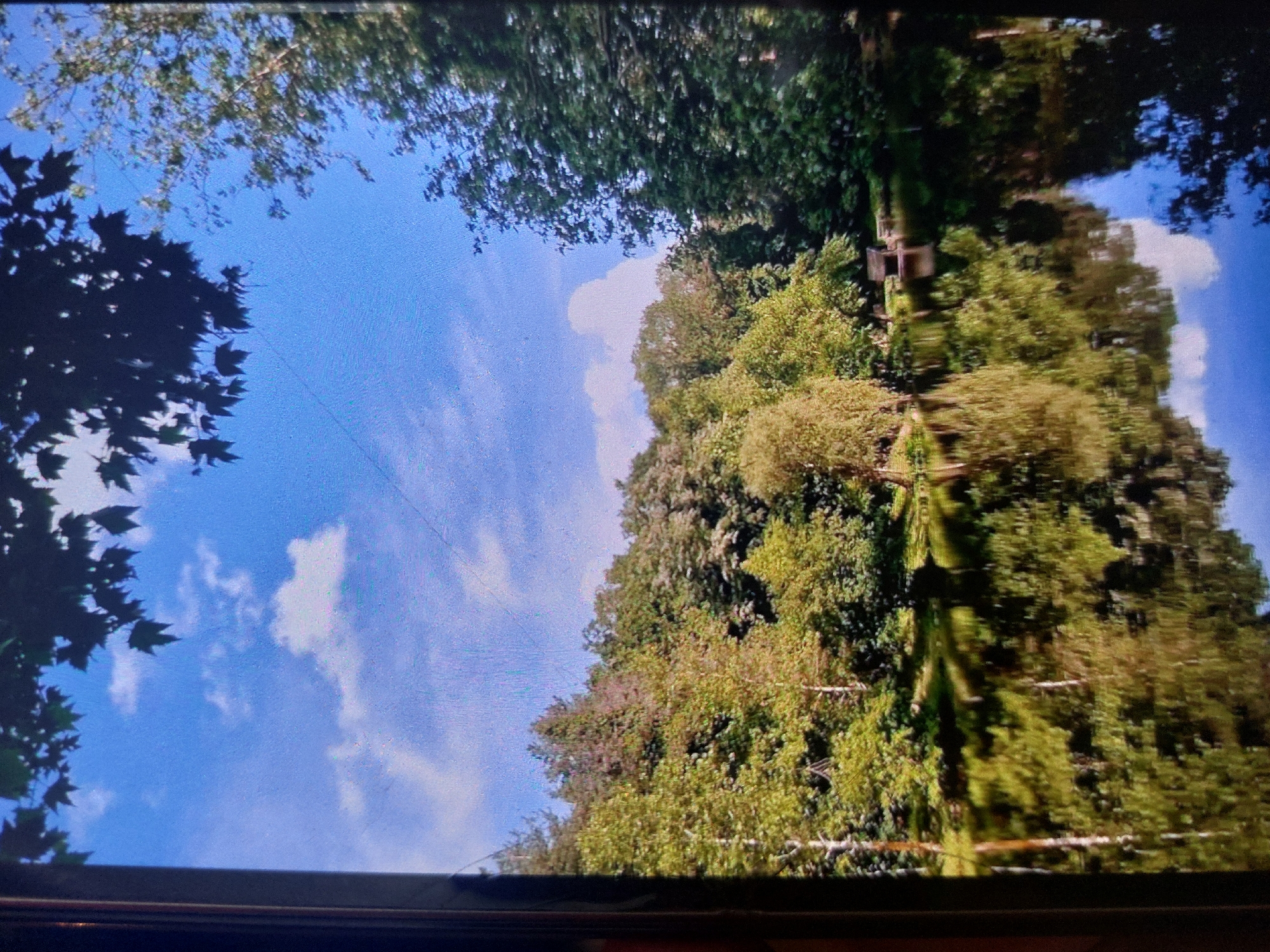 The image shows a view of trees and sky, likely taken while lying down or from a low angle. The lower portion of the image displays a dense collection of green trees, while the sky occupies the upper half, featuring a bright blue color interspersed with scattered white clouds. Branches and leaves from nearby trees are visible along the edges of the image, partially obscuring the sky. The trees might be located along the river in Tsarevo, Bulgaria.
