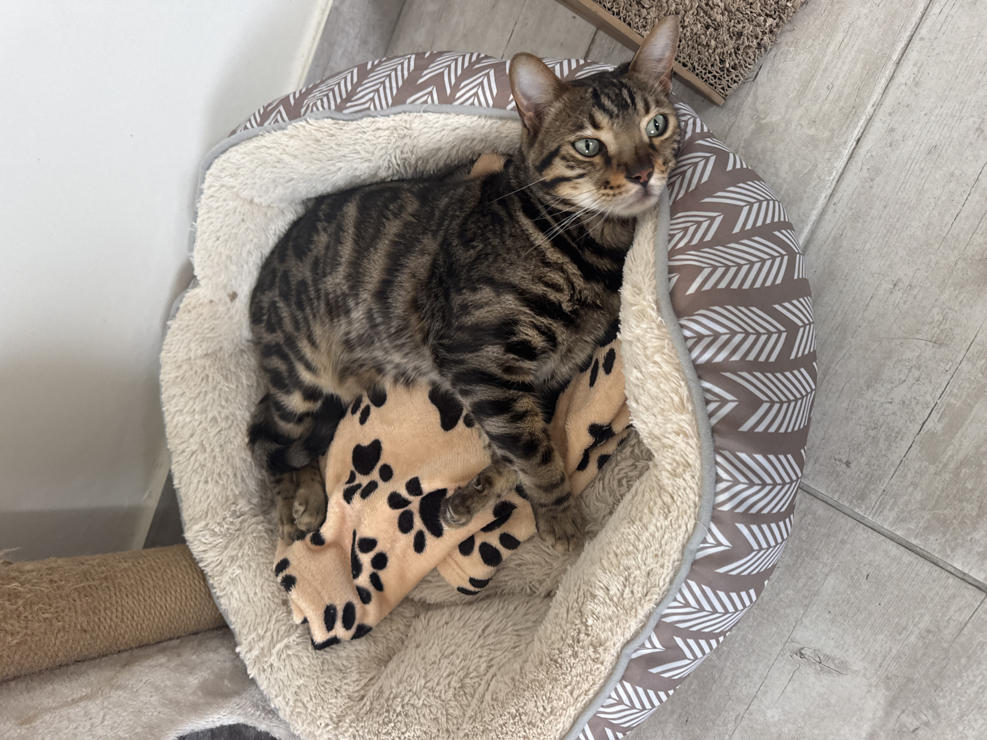 An adult tabby cat with green eyes is lying curled up in a plush, circular cat bed with a white and brown patterned exterior. A soft, peach-colored blanket with black paw prints is tucked around the cat. The cat bed is situated on a light grey wooden floor. In the background, a portion of a beige carpeted cat tree is visible. The scene appears to be indoors, likely in a residential setting within Agios Tychona Community, Cyprus.