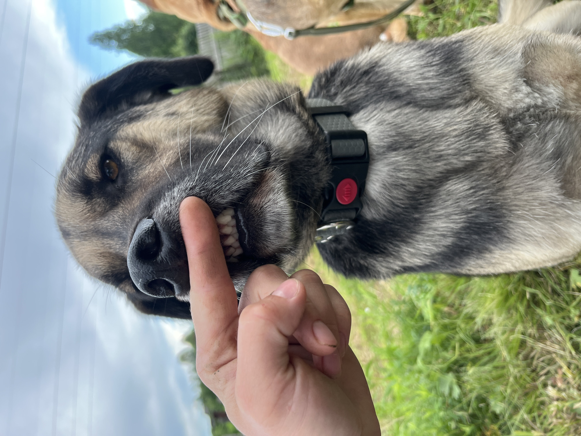 This media file is a close-up, vertically oriented photograph of a dog. The dog appears to be an adult, with a grey and black fur coat and brown eyes. Its mouth is open, revealing its teeth, and a human finger is touching its nose and muzzle. The dog is wearing a black collar with a red button.
The background suggests an outdoor setting with green grass and some trees visible. The sky is overcast. Another dog, a lighter brown color, can be partially seen in the upper background, also wearing a collar.
The image is taken from a low angle, looking up at the dog. The lighting suggests it is daytime, but the overcast sky indicates cloudy weather. The overall mood of the image is playful, with the dog's open mouth and the interaction with the finger suggesting a lighthearted moment. The location context is Nizhny Tagil, Russia. There is no visible text in the image.