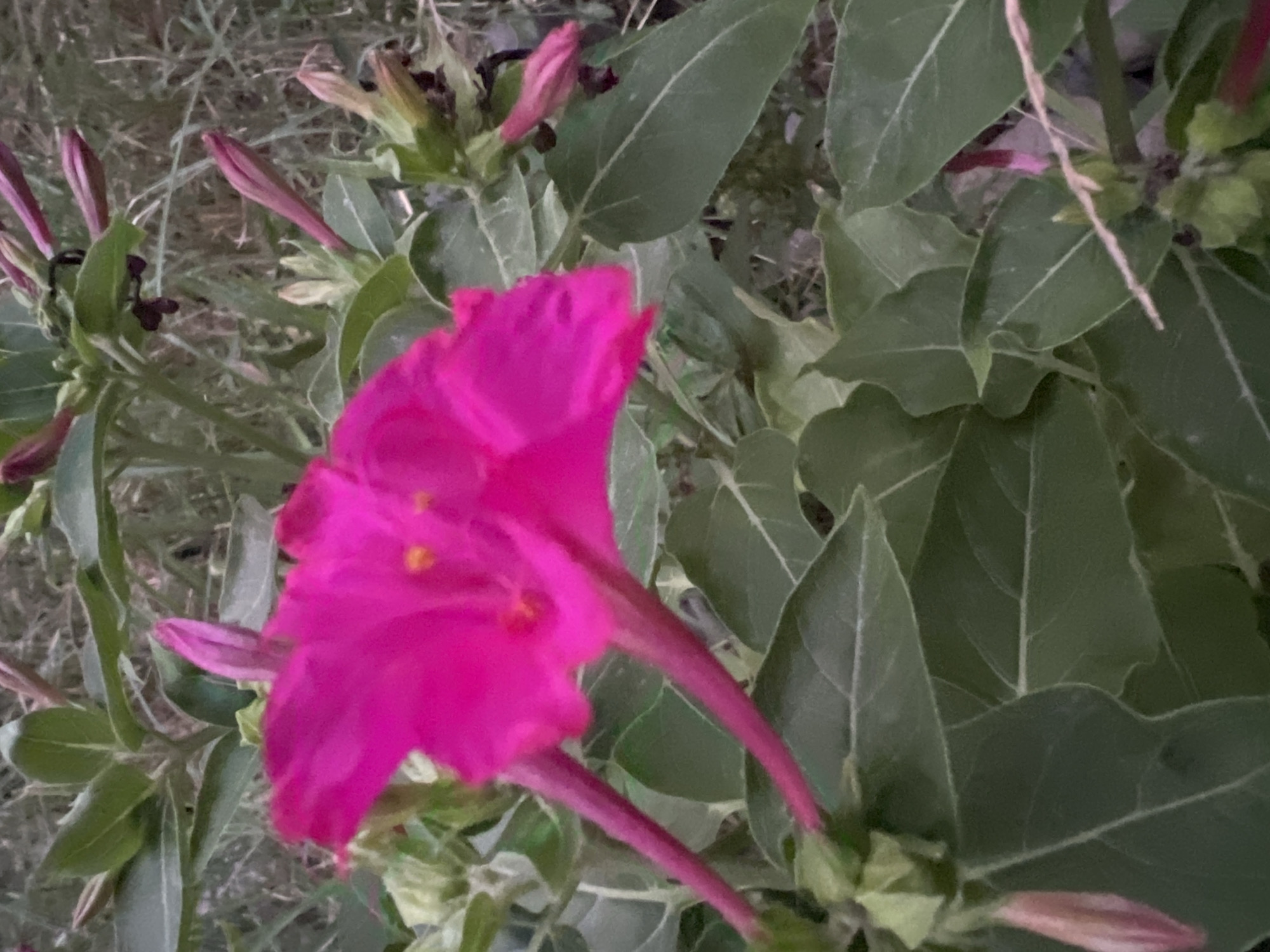 This is a close-up photograph of a vibrant pink flower, likely a Mirabilis jalapa (four o'clock flower), blooming amidst lush green foliage. The flower, with its trumpet-like shape, is the central focus, displaying delicate yellow stamens within its petals. Several unopened buds, tinged with pink, are visible around the main bloom, suggesting a garden setting or natural growth. The background consists of soft, out-of-focus greenery and hints of dry grass, creating a naturalistic environment. The lighting suggests it may be late afternoon or early evening. There are no people or specific landmarks visible to pinpoint a location within Tashkent, Uzbekistan; however, the presence of such flora is common in gardens and parks throughout the city.