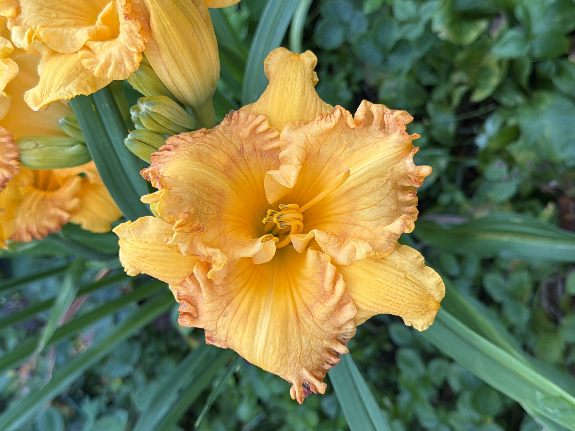 A close-up, vertically oriented photograph features a bright orange, ruffled daylily in full bloom, centrally positioned against a blurred background of green foliage. The flower's petals are elaborately creased and edged with a darker, more burnt orange hue. The stamen and pistil are visible in the center of the bloom, appearing yellow. Several unopened green flower buds are clustered to the right of the main flower, with some green leaves of the plant also visible throughout the frame. The overall setting appears to be a garden. The location specified as Боярка, Russia is not evident from the image itself.