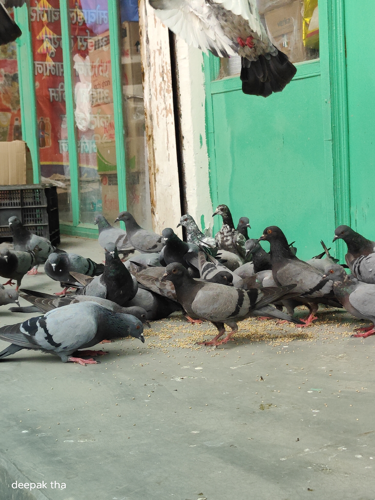 A flock of pigeons is gathered on a grey concrete surface, pecking at scattered grain. In the background, a green painted door and a storefront with posters in Hindi are visible. The scene appears to be an outdoor location in the city of Vashisht, India, possibly a street or market area.