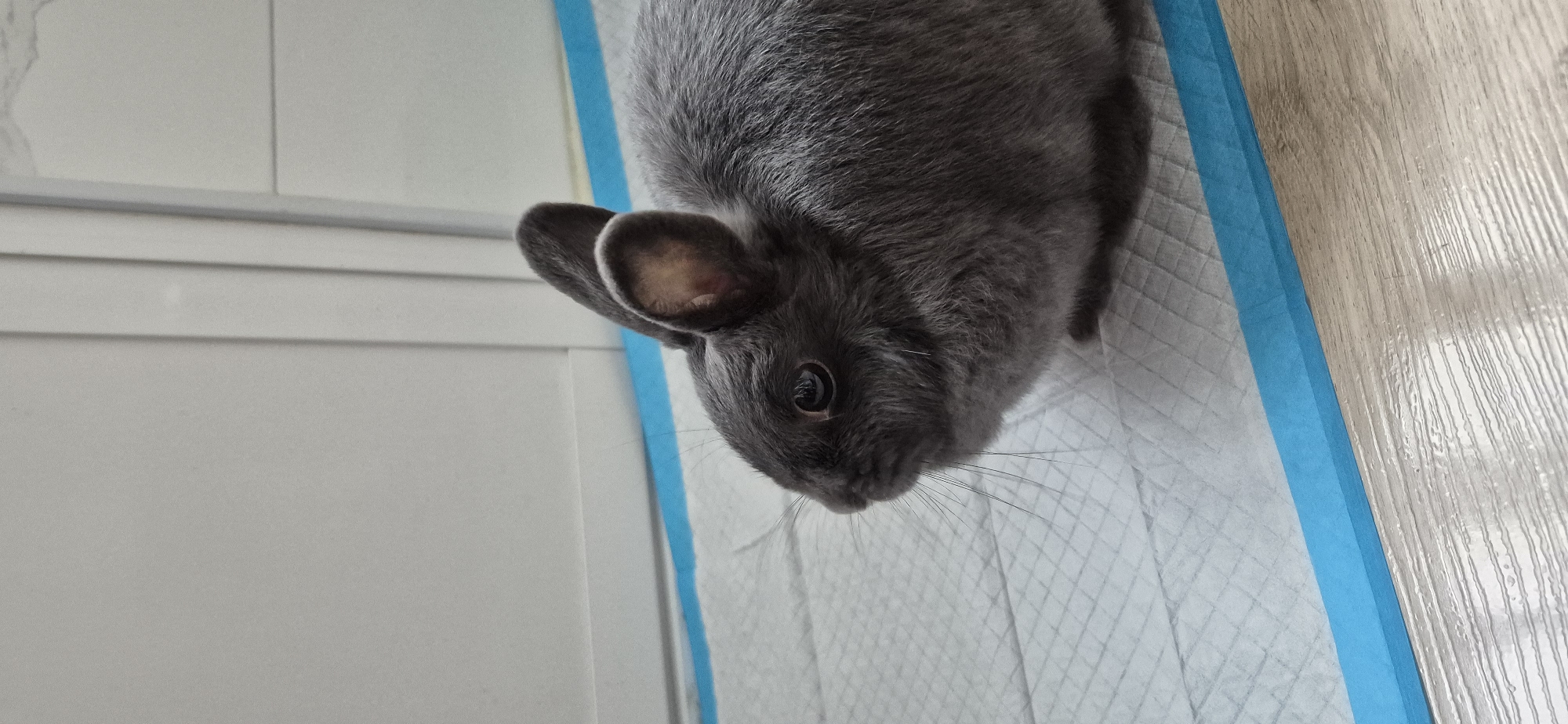A gray rabbit is viewed in profile, facing left, on a light-colored, absorbent pad with a blue border. The rabbit's fur is short and dense. Its left eye is visible, dark and round, with long, white whiskers extending from its muzzle. Its left ear is erect, while its right ear is partially visible, angled slightly backward. The background is a plain, light gray surface with vertical lines, possibly a wall or door. The overall lighting is even and diffused. The location is unknown.