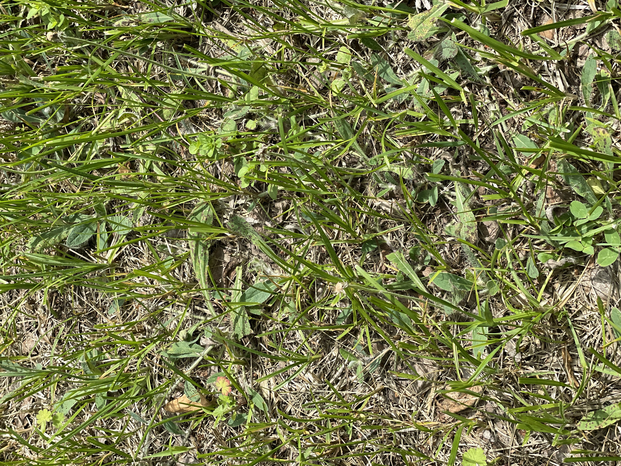 This media file is a close-up, overhead shot of a patch of grass. The grass is a mix of green and dried brown blades, suggesting a natural, outdoor setting. Interspersed with the grass are some broad green leaves, possibly clover. The overall texture is dense and varied, with some blades of grass standing upright and others lying flat. The lighting appears to be natural, with shadows cast by the grass blades, indicating it is daytime. There are no people or specific objects visible, only the natural elements of the ground cover. The scene is static, with no activity taking place. There is no visible text in the image. The impression is one of a well-established, unmanicured lawn or field.