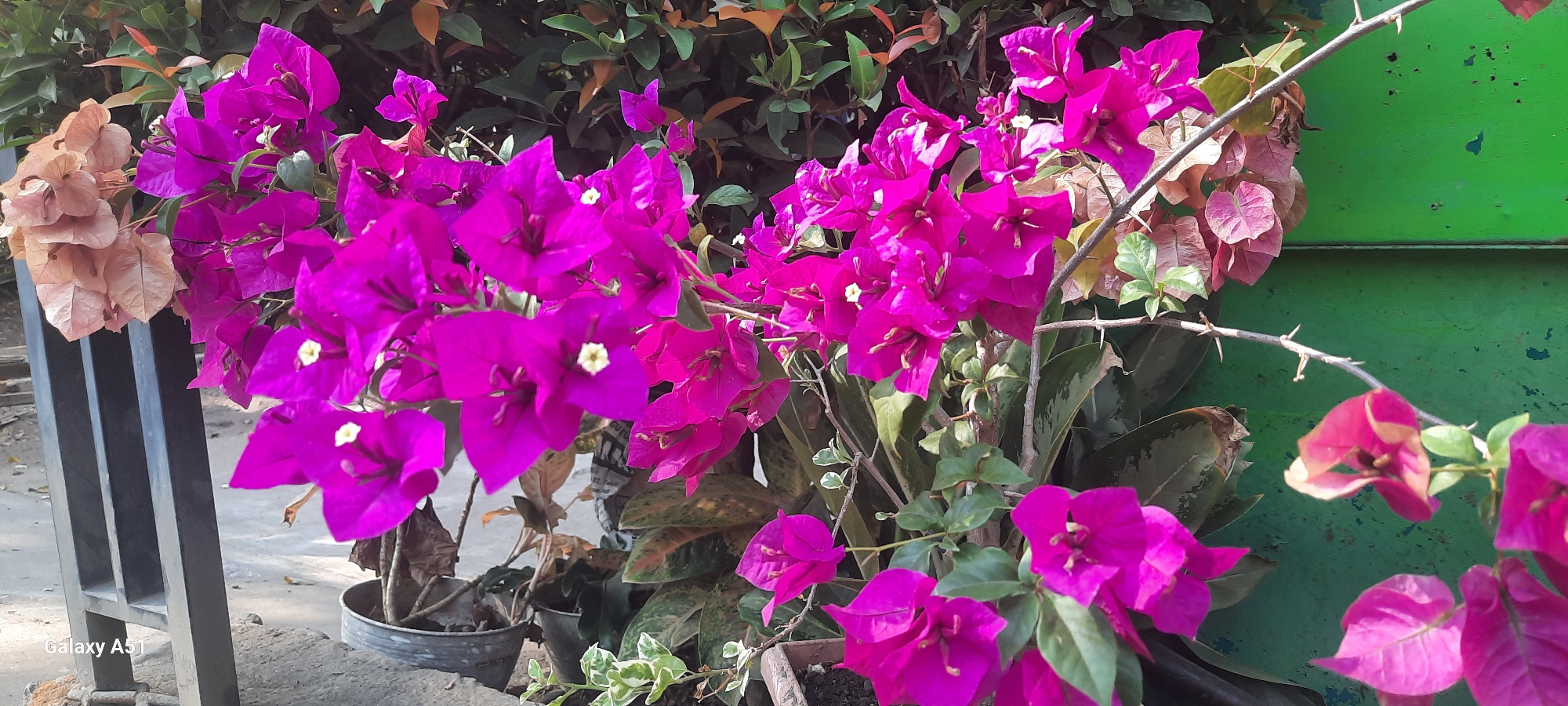 The image shows a close-up of bright pink bougainvillea flowers against a blurred background. Some of the flowers are a lighter, dried-out brown color. In the background, there are green leaves and a bright green wall. A dark metal fence is visible on the left side of the image. The foreground shows a gray concrete surface, with a black metal fence post. The bottom left corner of the image has a watermark that reads "Galaxy A51". The scene appears to be outdoors, possibly in a garden or public space in Ploso, Indonesia, given the context of the request. There are no people visible in the image. The focus is on the vibrant flora, with the surrounding environment providing a contrasting backdrop.