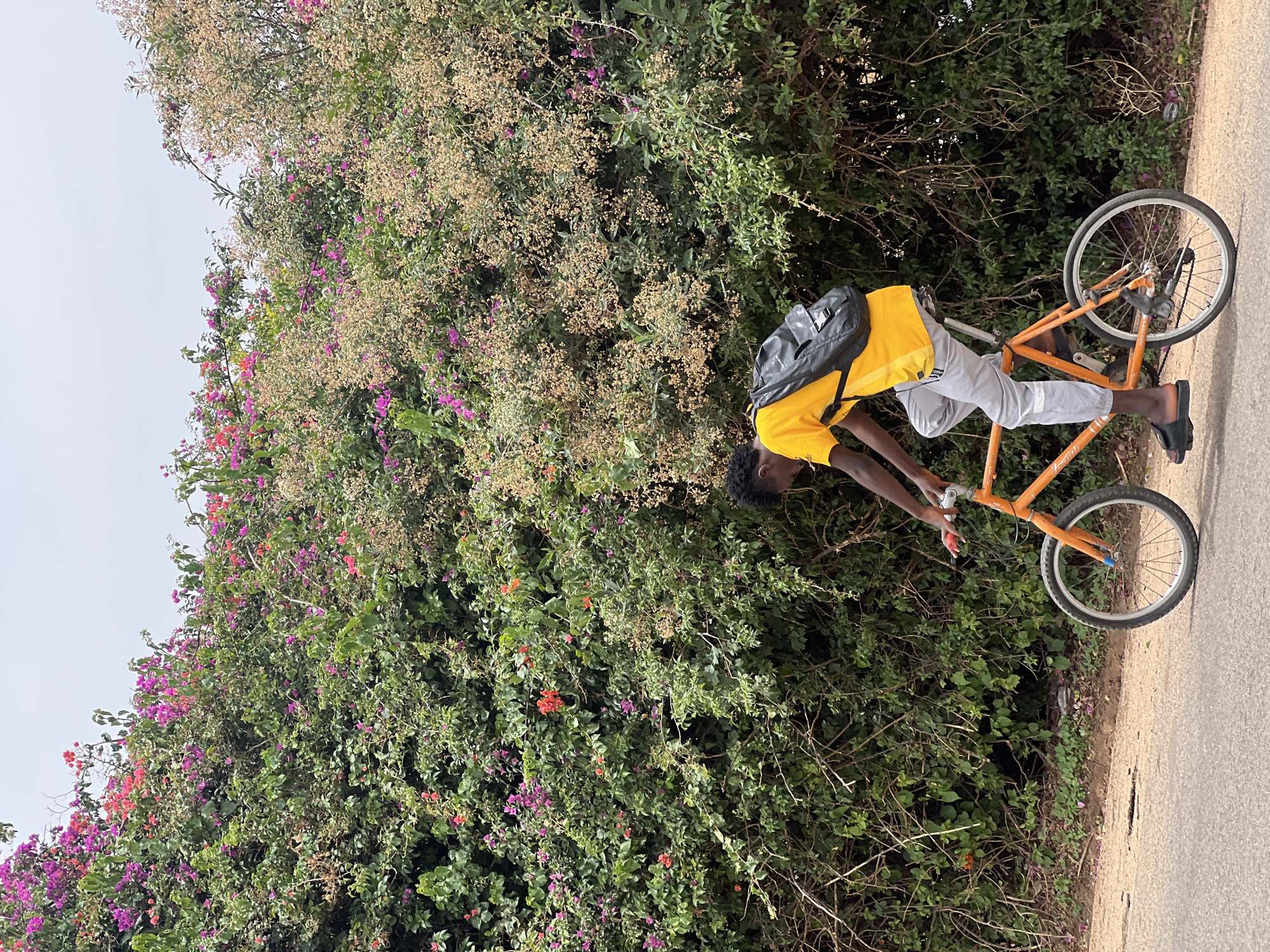 A person with dark hair and a yellow shirt is standing on a road next to a large, dense bush with colorful flowers, holding an orange bicycle. The person is wearing gray pants, a black backpack, and black sandals. The road is adjacent to the bush. The sky is overcast. The location is Kirana, Nigeria.