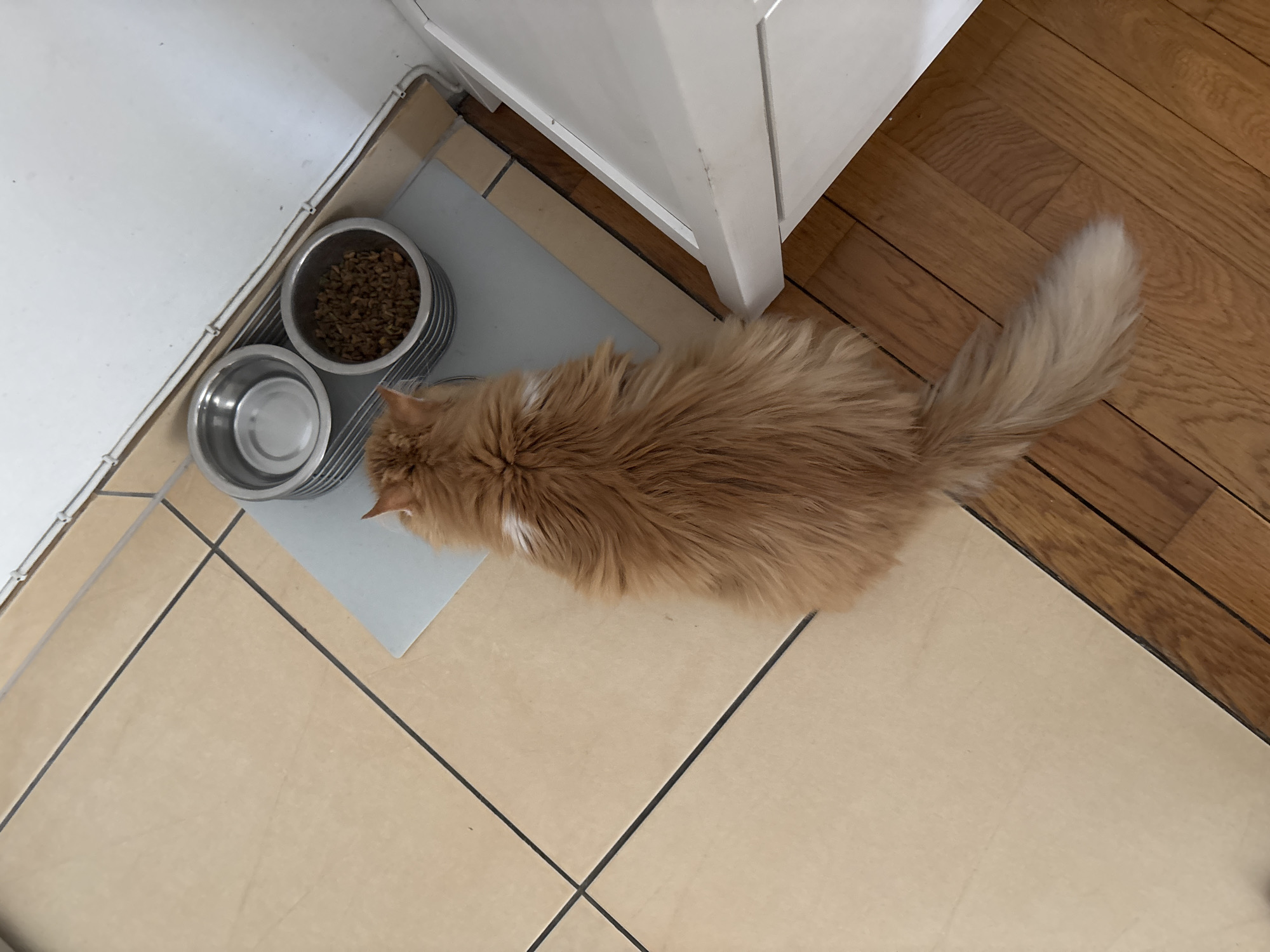A long-haired, ginger cat is eating from a metal food bowl placed on a light grey mat, positioned on a tiled floor adjacent to a white cabinet and a hardwood floor. The floor tiles are a light beige color with dark grout lines. The scene appears to be indoors, potentially in a home or kitchen. The location in the city of Saint Petersburg, Russia is not evident from the image.