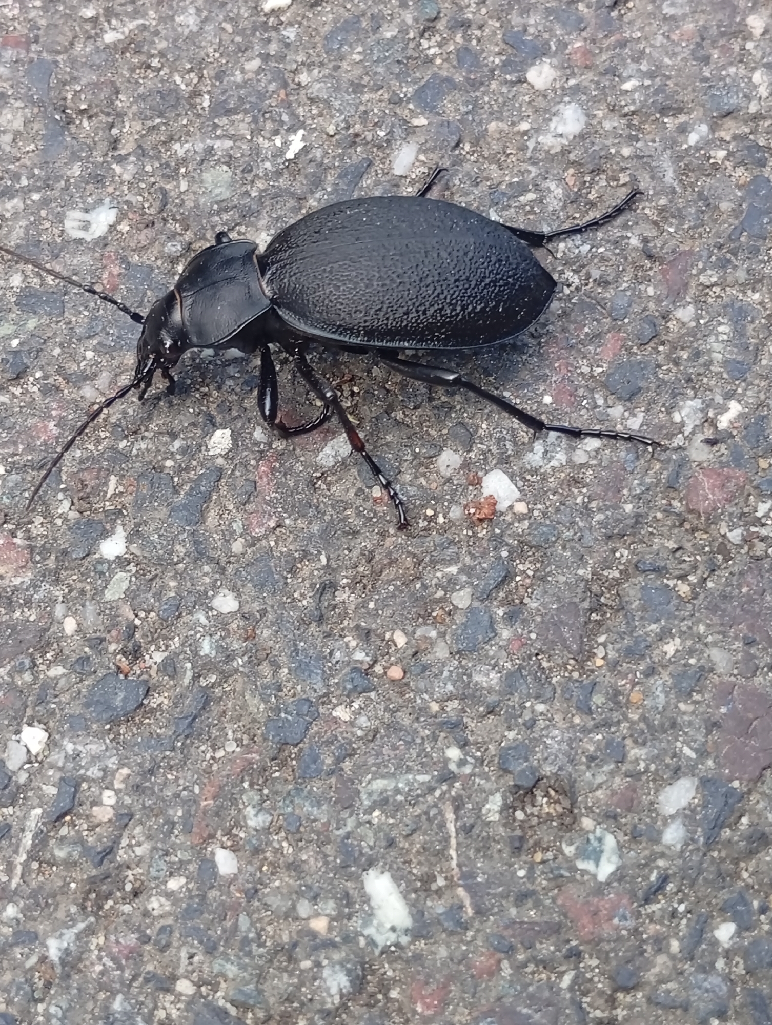 A black beetle is on asphalt. The beetle is in the center of the frame, facing left. Its body is segmented and textured. It has six legs, two antennae, and visible mandibles. The asphalt is gray and composed of small pebbles. The background is out of focus. The image appears to have been taken outdoors. There is no indication of the city of Wrocław, Poland.