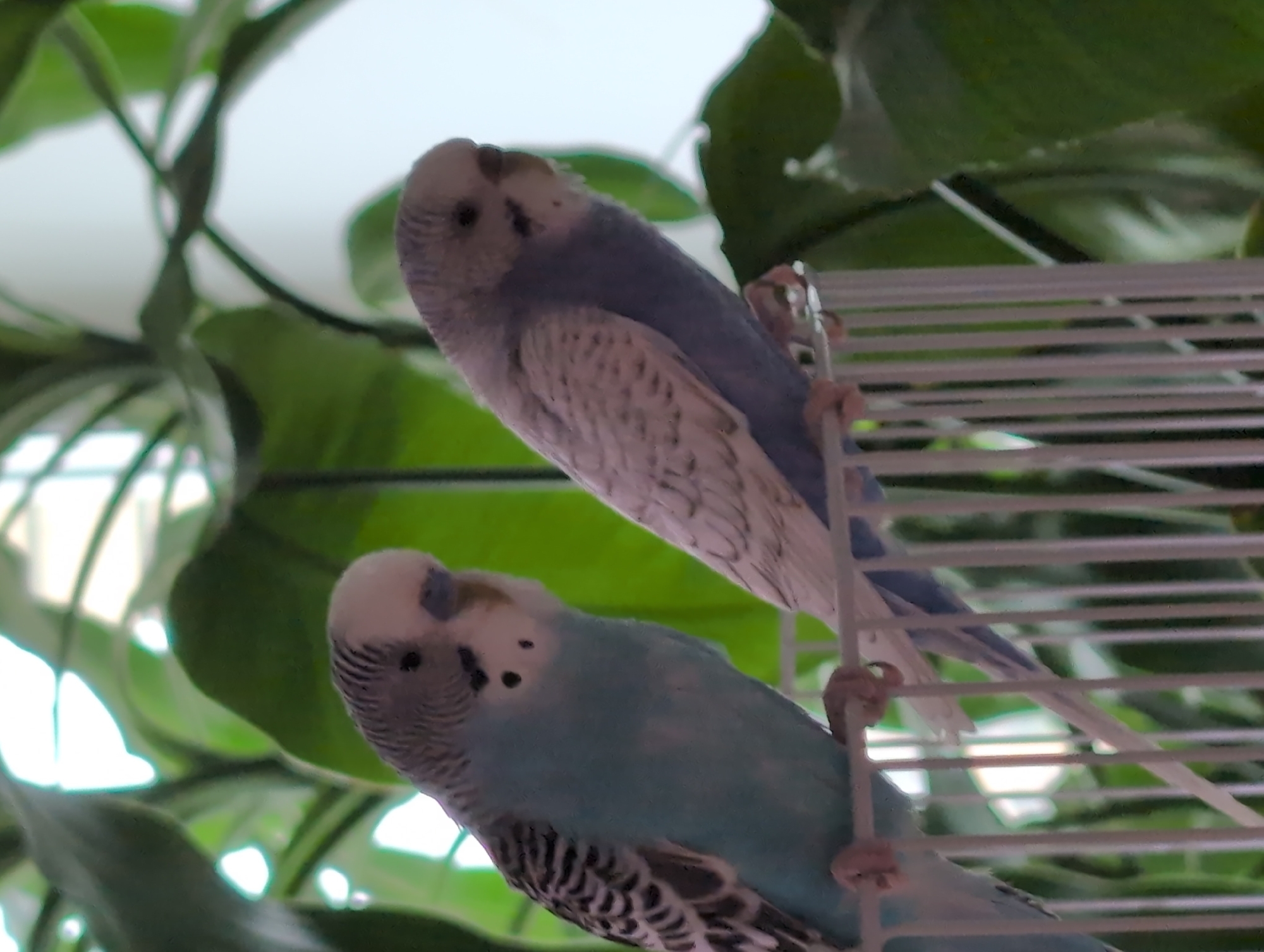 This is a close-up, slightly blurry photograph of two budgerigars perched on the bars of a cage. The budgerigars are small parrots, with one predominantly light blue and the other a pale blue with grey and white markings. Both birds have black eyes and black beaks. The one on top is facing towards the left and slightly down, while the one below is facing towards the right and looking down. Their feet are visible, gripping the horizontal bars of the cage. The background consists of out-of-focus green foliage, suggesting the cage is located near plants, possibly indoors. The lighting suggests it is daytime, with the bright background hinting at natural light, possibly coming from a window. The image appears to have been taken at a shallow depth of field, with the birds in focus and the background blurred. There is no visible text in the image. The overall impression is a candid snapshot of pet birds in their enclosure.