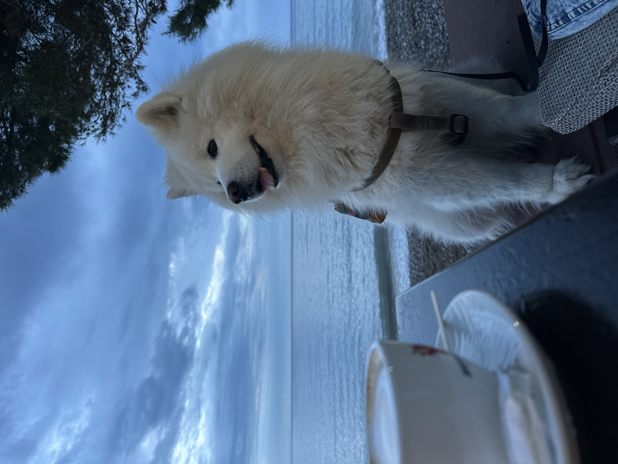 The image captures a fluffy white dog, possibly a Samoyed, wearing a dark harness, situated on an elevated surface next to a table. The dog is the central subject, looking towards the viewer with a friendly expression, its mouth slightly open and tongue partially visible. In the immediate foreground, a white cup with subtle red or orange accents is placed on a matching saucer, positioned on a dark tabletop. Elements of blue denim fabric and a grey woven material are also visible on the far right, suggesting a person or personal belongings beside the dog.
The background features a vast body of water, likely the Adriatic Sea, extending to a soft horizon under a deep blue, cloudy sky. Dark, out-of-focus tree branches frame the upper left corner of the scene.
The activity appears to be a leisurely outing at an outdoor cafe or restaurant terrace in Bar, Montenegro. The time of day suggests either dusk, dawn, or an overcast day, given the diffused lighting and the deep blue hue of the sky. The water surface appears calm. The dog's happy demeanor contributes to a pleasant and relaxed atmosphere. No discernible text is visible on any objects.