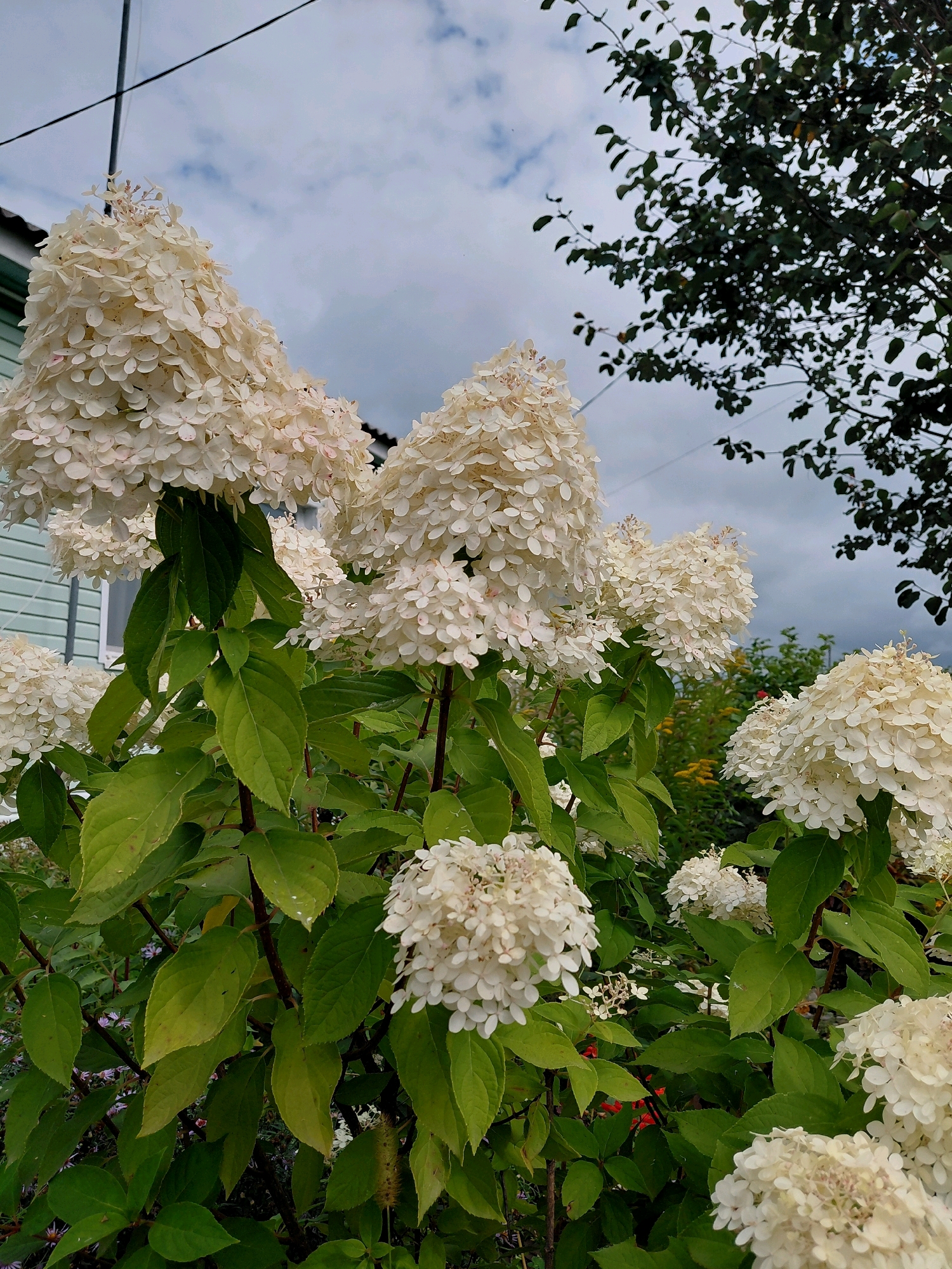 The image shows a close-up of large, white hydrangea flower clusters and green foliage in front of a building and under a cloudy sky. The building, with light blue siding and a white-trimmed window, is visible on the left side of the frame. The hydrangea blooms are densely packed with small, delicate petals and are in various stages of bloom. Some petals show hints of pink. The leaves of the hydrangea plant are large, ovate, and a vibrant green, with some lighter green or yellowish spots suggesting natural variations or slight age. In the background, out-of-focus greenery, including what appears to be a tree with dark leaves and possibly other flowering plants with hints of yellow and red, adds depth to the scene. Overhead, dark branches of a tree partially obscure a sky filled with white and grey clouds. The overall impression is a lush, outdoor garden setting, likely in a residential area, with the hydrangeas being the dominant subject. The image quality suggests it was taken with a mobile device. The specific location is identified as Malinovka, Russia.