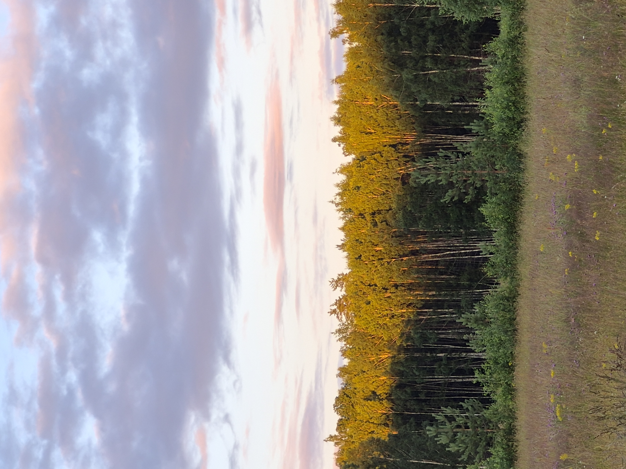 The image depicts a natural landscape, likely in a rural or wilderness area. The scene is divided into three distinct horizontal bands. The uppermost band is the sky, characterized by soft, diffused light and clouds painted with hues of pale pink and lavender against a light blue backdrop.
The middle band is dominated by a dense forest. The trees in the foreground are primarily birch trees, recognizable by their slender, pale trunks. The foliage of these trees is illuminated by the warm, golden light of what appears to be a setting or rising sun, creating a striking contrast with the darker green of the trees further back. Several evergreen trees, such as pines, are interspersed within the birch forest, providing a darker green element.
The lowest band of the image is a field of tall grass and wildflowers. The grass is a mix of dry and green stalks, with scattered small wildflowers in shades of yellow and purple. This foreground vegetation appears slightly out of focus, suggesting a shallow depth of field or a longer lens.
The overall impression is one of serene natural beauty, bathed in the soft, ambient light of dawn or dusk. There are no people or man-made structures visible in the frame. The location is identified as Sooblase, Estonia.