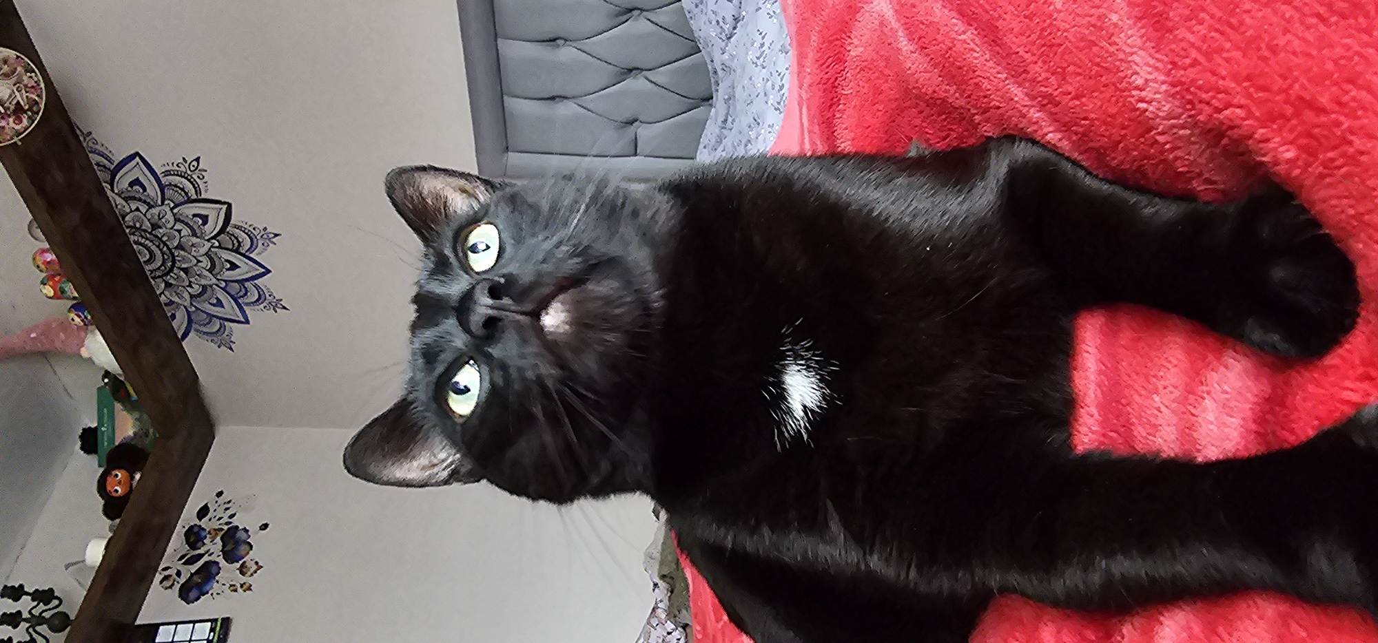 A black cat with bright green eyes is pictured looking upwards on a red, fuzzy blanket. The cat has a small patch of white fur on its chest. In the background, a grey headboard of a bed is visible, along with some bedding. Above the bed, a wooden shelf is decorated with various items, including figurines and what appears to be a mandala-style decal on the wall. The setting seems to be a bedroom, possibly in a residential property in Kilwinning, United Kingdom. The image is taken from a low angle, focusing on the cat's face and upper body.