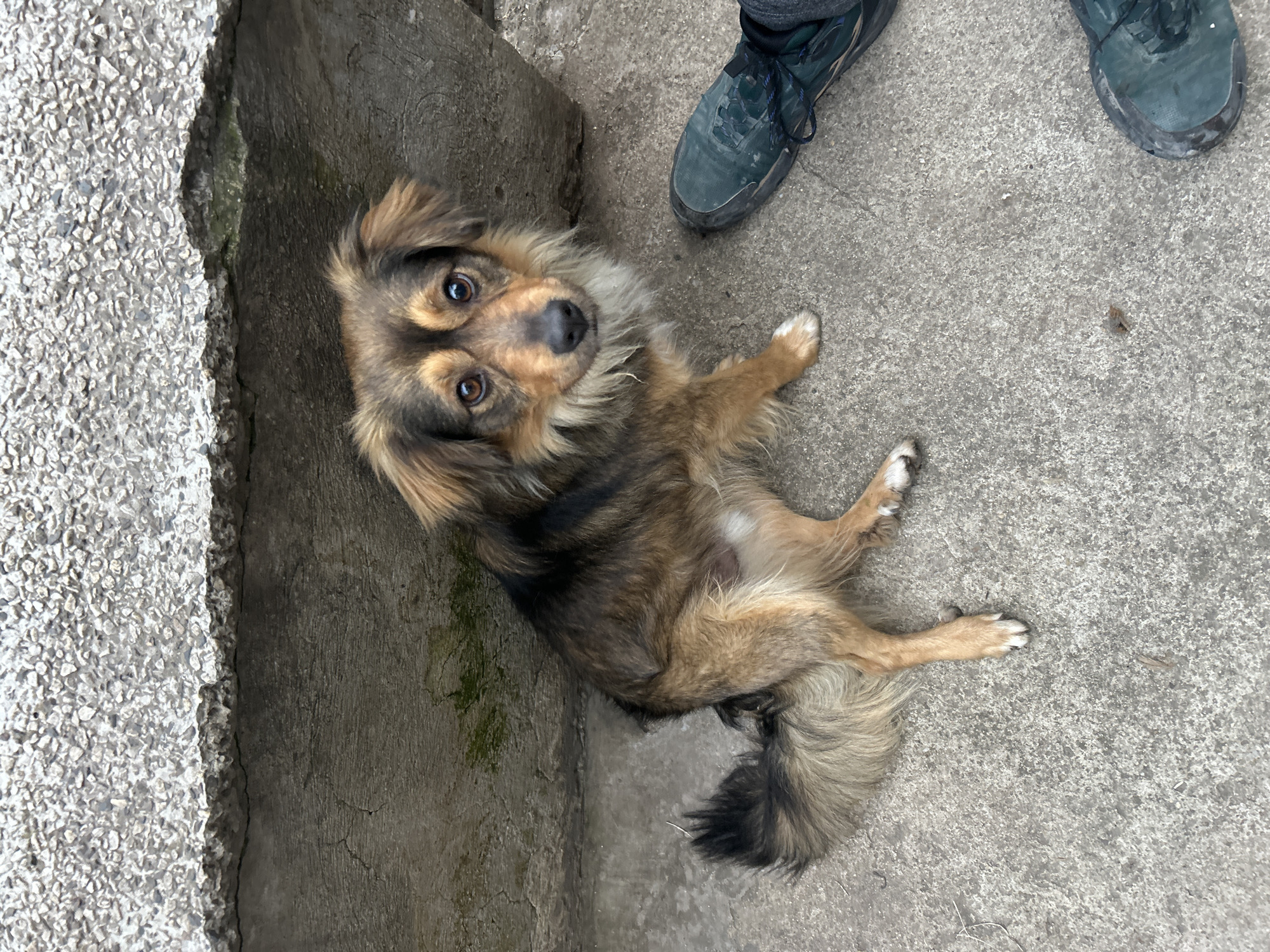 A medium-sized, mixed-breed dog with brown and black fur lies on a concrete surface next to a textured concrete wall. The dog looks upward with pleading eyes. Parts of two shoes are visible near the top of the frame. The photograph was taken in Burgas, Bulgaria.