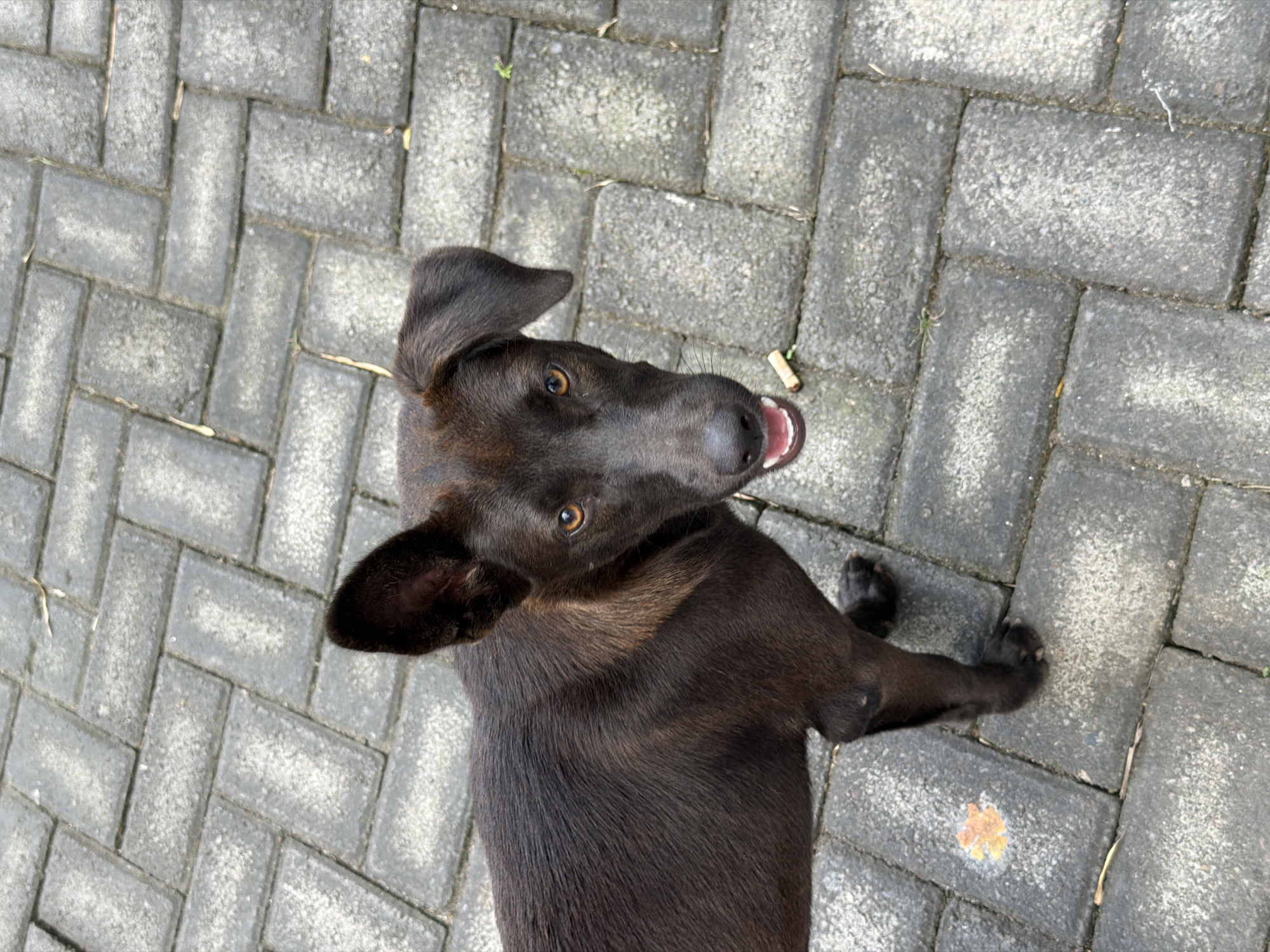A medium-shot, eye-level, outdoor photograph captures a dark brown dog standing on a grey brick pathway in Kuta Selatan, Indonesia. The dog is looking directly at the camera with its mouth slightly open, revealing its tongue and teeth. Its ears are alert, one pointing upwards and the other flopped down. The dog's fur appears short and sleek, with some lighter brown undertones visible on its chest and around its muzzle. A small orange leaf rests on the brick to the dog's left. The brick pathway is laid in a herringbone pattern and shows signs of wear and some green growth in the cracks. The lighting suggests an overcast day.