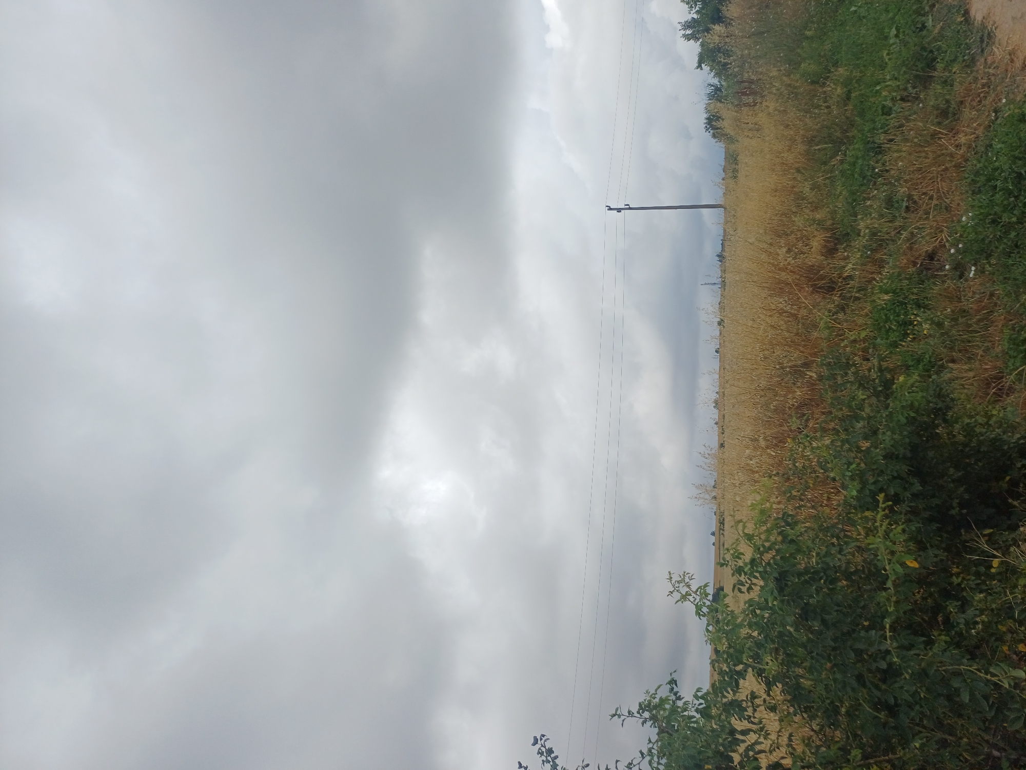 The image depicts an overcast sky above a field of dry, golden grass and green vegetation. In the distance, a utility pole stands with several power lines stretching horizontally across the frame. The foreground features a thick green bush on the left side of the image. The scene appears to be a rural or semi-rural area.