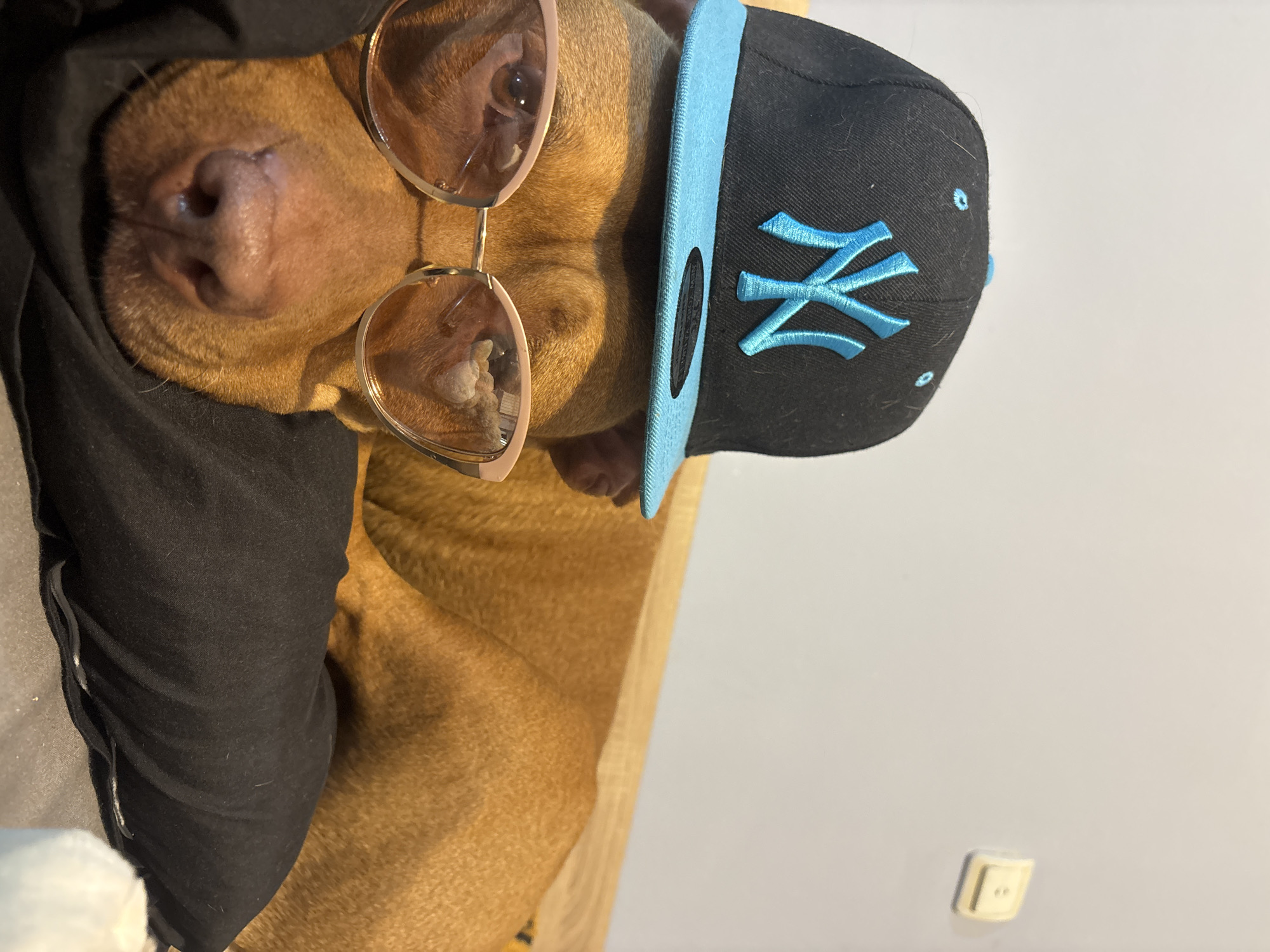 A brown dog is lying on a black sweater, wearing pink sunglasses and a black baseball cap with a light blue brim and the "NY" logo. The dog is indoors. The background shows a neutral colored wall. The location is undetermined.