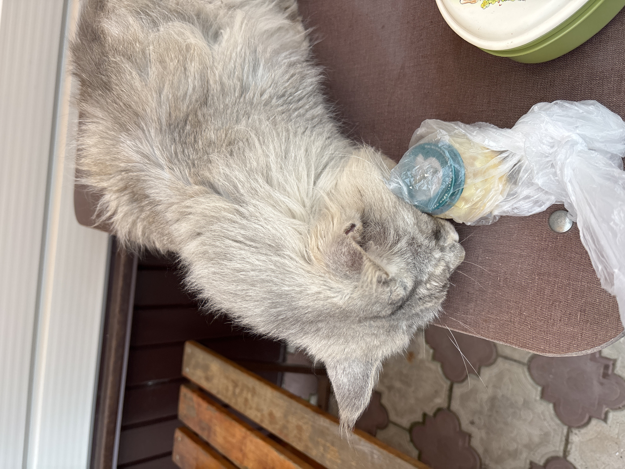 A fluffy grey cat is lying on a brown surface, with its head resting on a food item wrapped in clear plastic. Next to the food item is a green and white container. In the background, there is a wooden bench and a wall. The ground is tiled with a pattern of alternating grey and pinkish-brown tiles. The scene appears to be outdoors, possibly in a residential area or on a patio. The location is identified as Русский Турек, Russia.