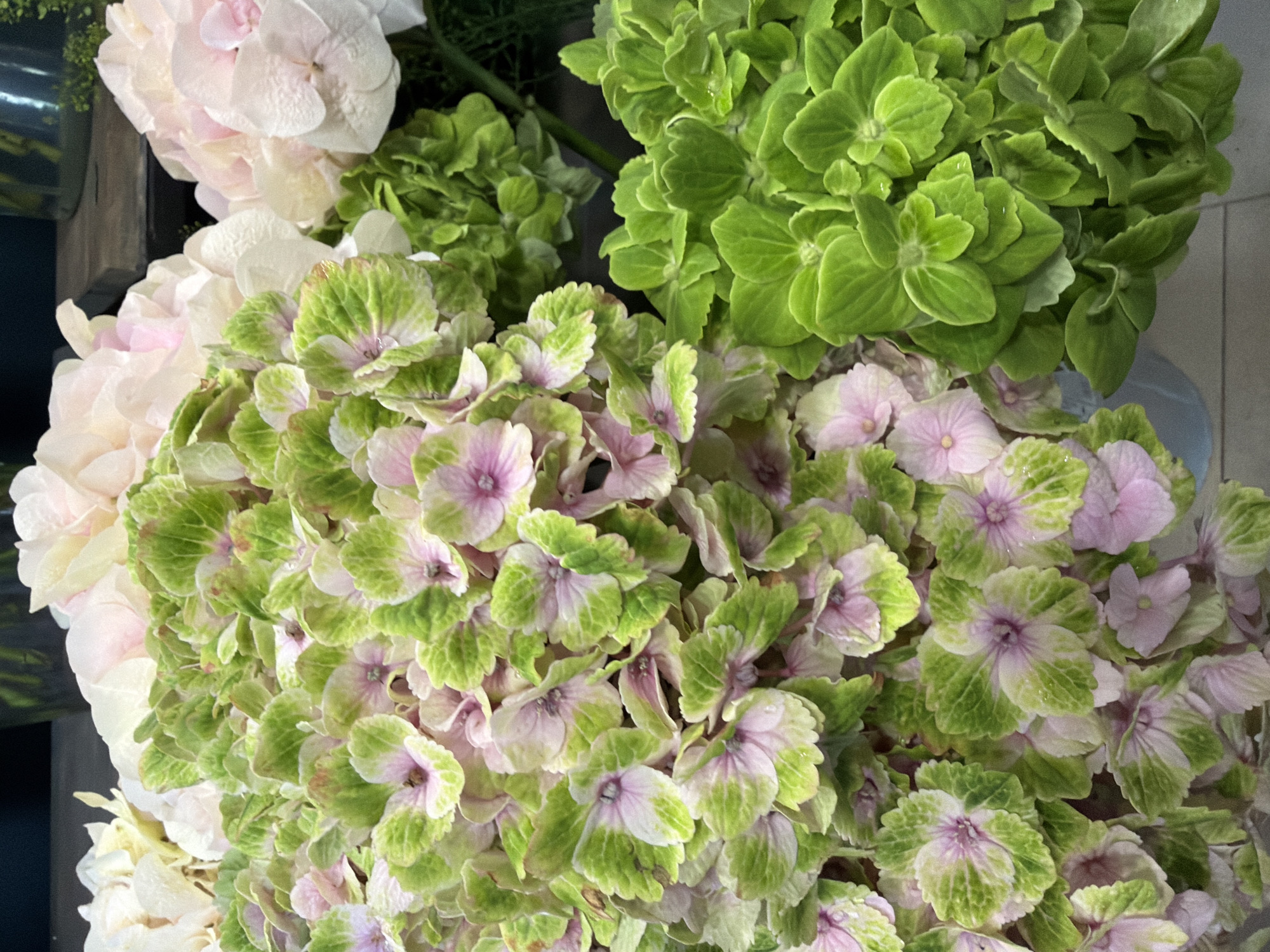 The image displays a close-up, overhead view of two bunches of hydrangeas. The hydrangeas on the left are a mix of green and pink hues, with some flowers showing a gradient of color. The hydrangeas on the right are a vibrant green. In the background, out of focus, are lighter pink and white hydrangeas. The arrangement appears to be in a florist shop or similar setting, with the flowers likely arranged in buckets or vases, though these are mostly obscured by the blooms. The lighting suggests an indoor environment. There are no people or animals visible in the image.