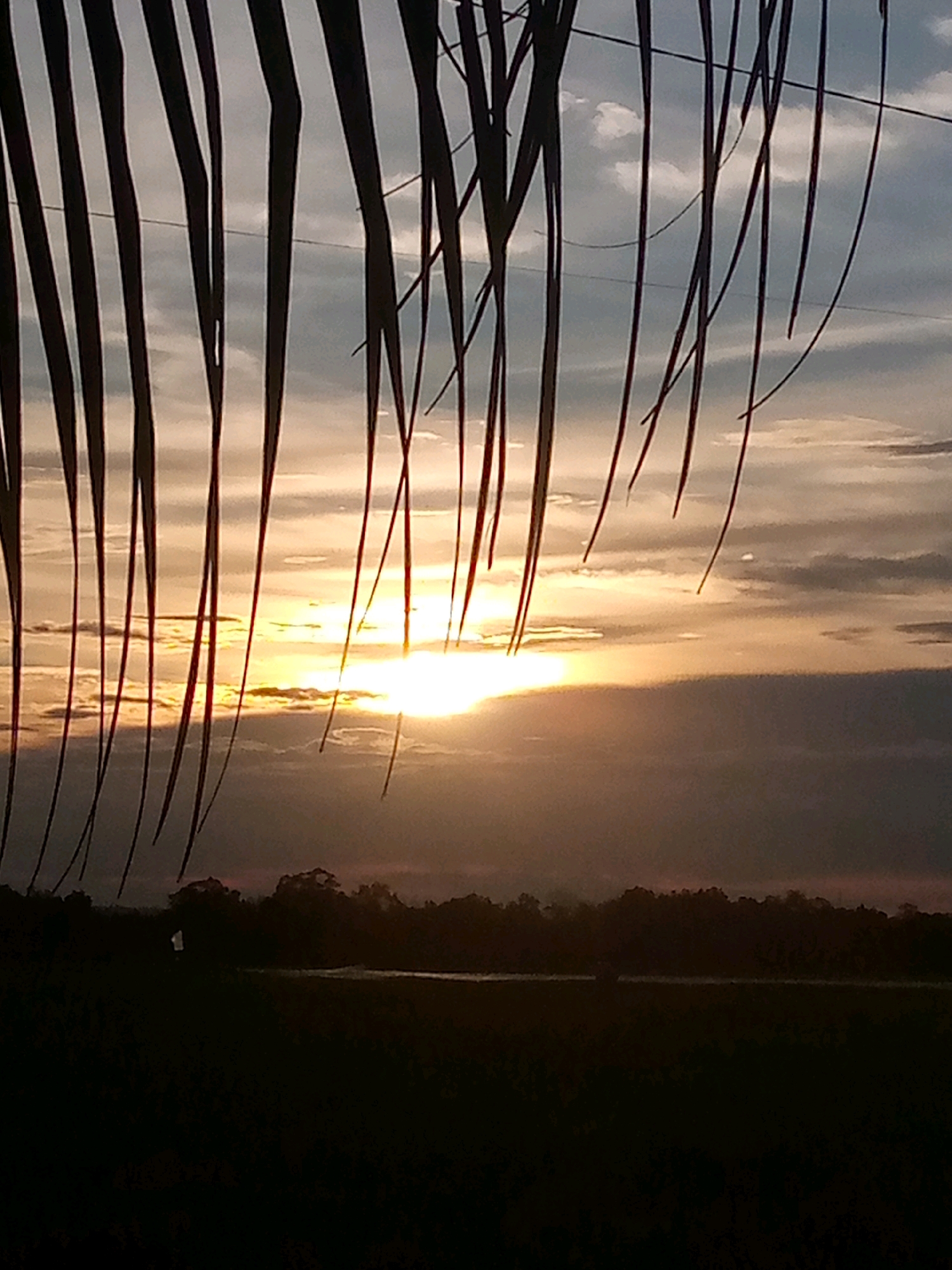 A sunset is visible through hanging palm fronds in the foreground. The sun is low on the horizon, casting a bright glow through the clouds. In the middle ground, a dark silhouette of trees and vegetation can be seen against the sky. The background appears to be a natural landscape, possibly rice paddies or a body of water, with a line of trees forming the horizon. The scene is located in Kutaglumpang, Indonesia.
