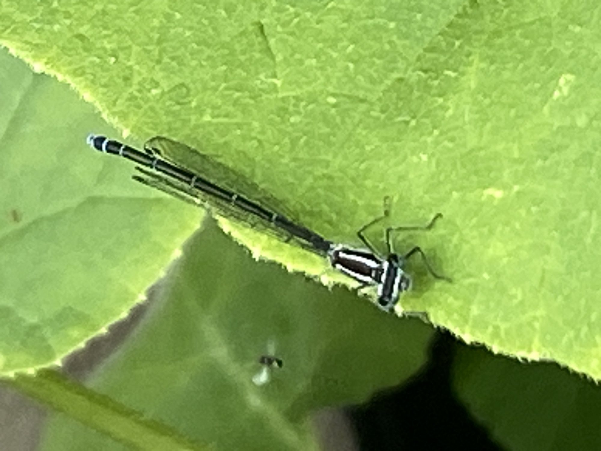 A damselfly with black and white striped markings is perched on a vibrant green leaf. The damselfly's body is slender, and its wings are held together vertically. The leaf is textured with visible veins and has a slightly fuzzy edge. In the background, out of focus, are more green leaves and a dark area that could be shadows or other foliage. A tiny, blurry insect is visible in the upper left quadrant of the image, also against a green leaf. The lighting suggests it is daytime, likely outdoors. No people or man-made structures are visible. The image does not contain information to determine its location in Purkersdorf, Austria.