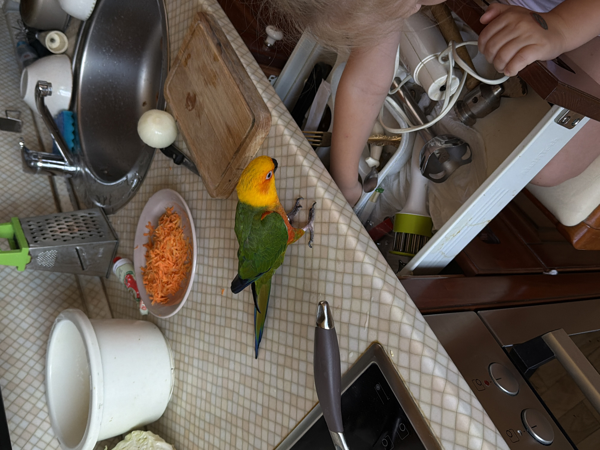 The image depicts a kitchen scene, likely a home environment, with a young child rummaging through a drawer. On the countertop, a parrot stands near a bowl of shredded carrots, a grater, a sink with a faucet, a cutting board, and an onion. The child's arm is extended into an open drawer filled with kitchen utensils and appliances, including a hand blender. The environment appears to be a domestic kitchen, with typical household items and appliances visible. The overall impression is one of domestic activity, with a touch of unexpectedness from the presence of the parrot. There is no indication that this scene is located in the city of Khimki, Russia.