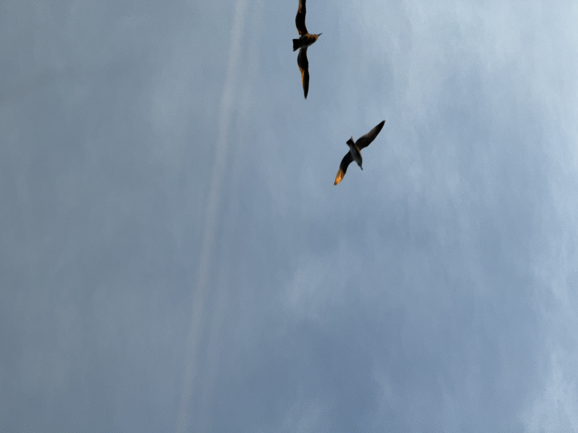 Two birds are flying in the sky. The background is a cloudy sky. The birds are silhouetted against the sky, and appear to be seagulls. The location is unspecified.