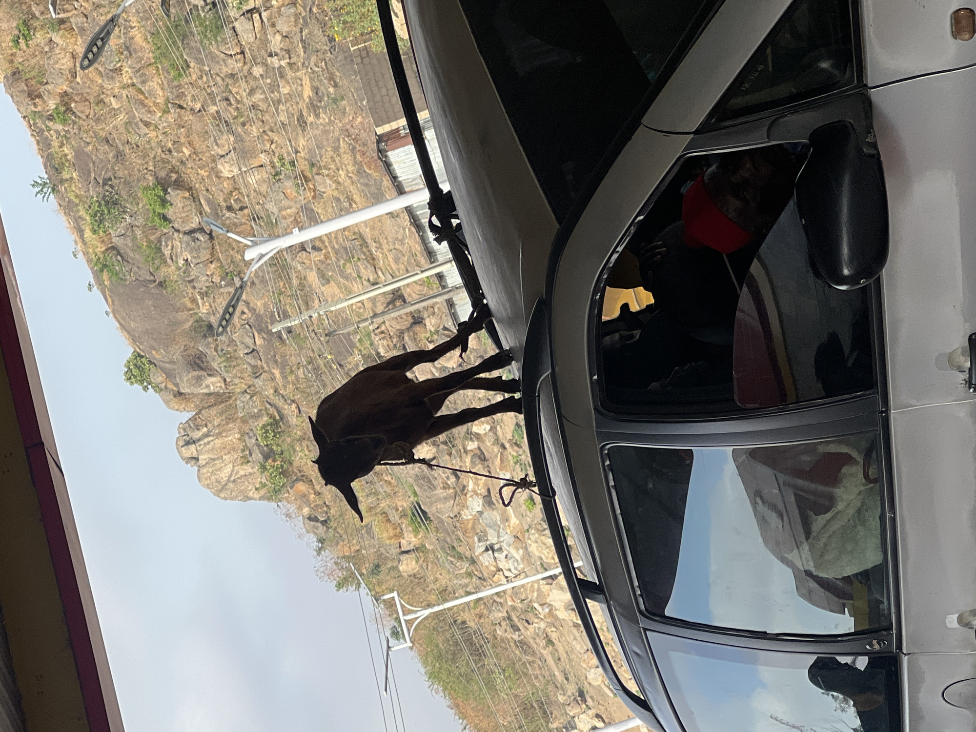 The image captures an outdoor scene, likely a roadside or an area at the base of a hill, set in what appears to be Jos, Nigeria. A dark-colored goat stands in the midground, tethered by a rope that leads towards a light-colored car positioned on the right side of the frame.
The car, possibly white or silver, shows its driver's side, including the window, rearview mirror, and part of the hood. A person wearing a red cap is visible inside the car through the driver's window. Reflections of the surroundings, including what seems to be architectural elements, are visible on the car's glass surfaces.
In the background, a rugged and rocky hillside dominates the landscape. It is sparsely covered with dry grass, scattered green shrubs, and small trees, consistent with an arid or semi-arid environment. Several utility poles, likely streetlights, with visible power lines or cables, ascend the hillside, indicating human infrastructure within the natural landscape. The sky above is bright and clear, suggesting it is daytime with sunny weather. No discernible text is visible in the image.