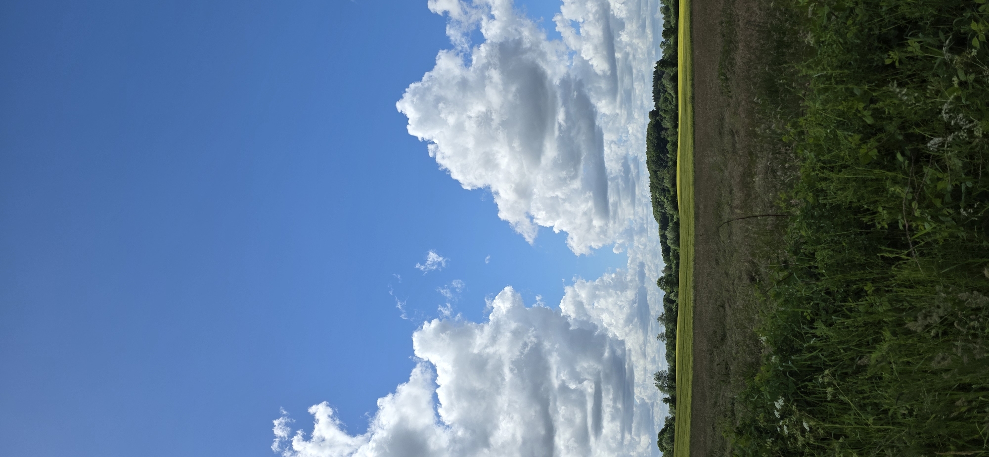This is a vertical, eye-level, medium shot photograph of a rural landscape under a bright blue sky with scattered white clouds. In the foreground, tall green grass and some dried vegetation create a textured, dark green and brown layer. Beyond this, a wide field of yellow flowers extends horizontally across the middle of the frame, suggesting a rapeseed field. Further in the distance, a dense line of green trees forms a horizon, with some smaller trees interspersed. The sky occupies the upper two-thirds of the image, featuring dramatic, fluffy white cumulus clouds against the clear blue. The overall impression is one of a sunny day in the countryside of Maasbüll, Germany. No people or animals are visible in the image.