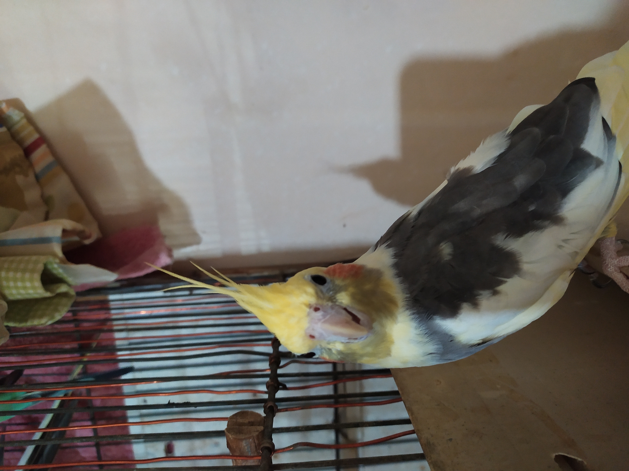 In Bilajari, Azerbaijan, a cockatiel is perched near its cage. The bird has a yellow crest, white cheeks with orange blush, and grey wings with white barring. The background consists of a wall and the metal bars of the cage, with a draped cloth visible above.
