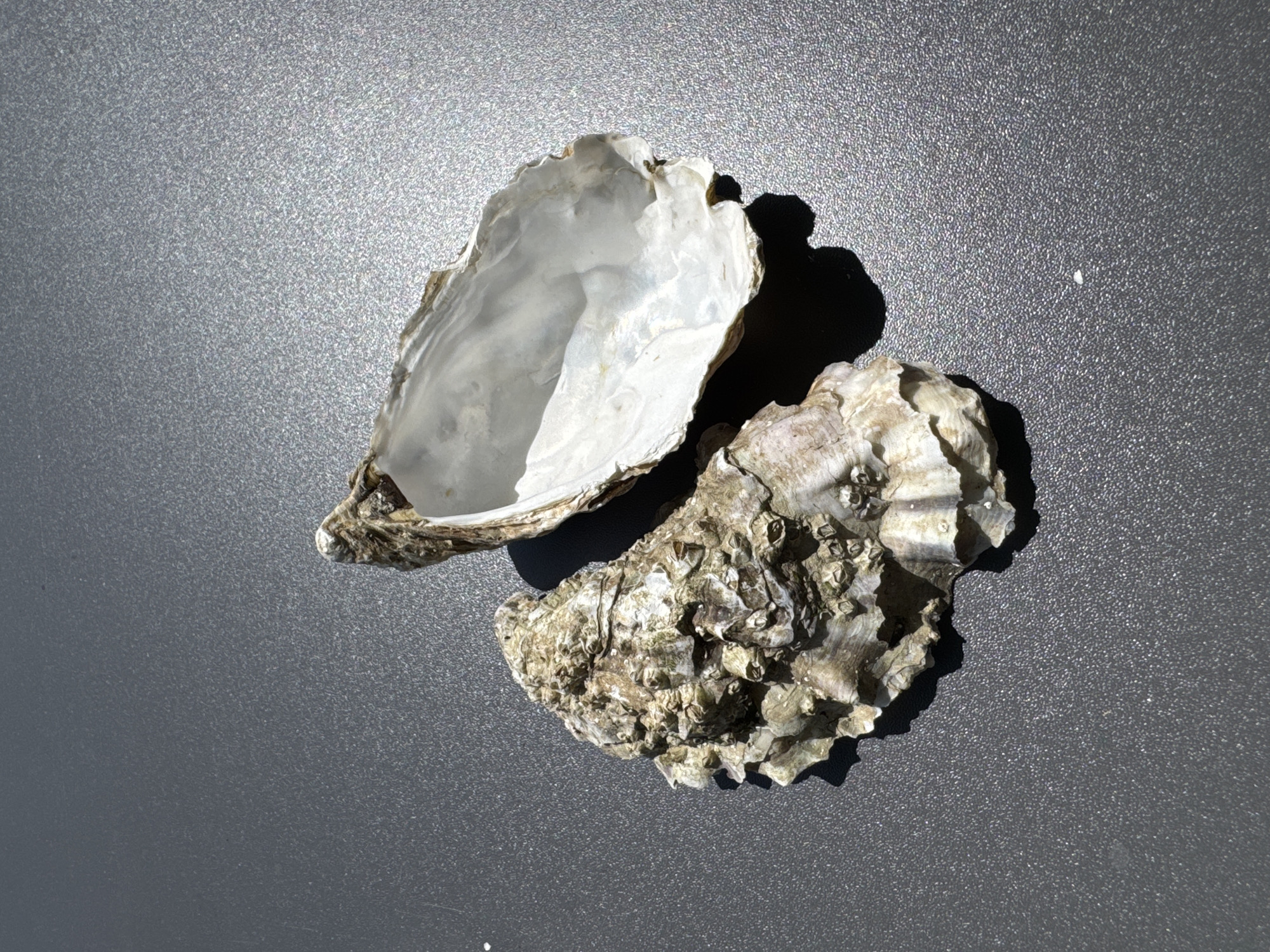 Two oyster shells rest on a textured grey surface. The shell on the left is closed and encrusted with barnacles. The shell on the right is open, revealing its pearly white interior. The scene is lit from the right, casting shadows. The location is a paved area in Calp, Spain, likely outdoors given the natural lighting and textures.
