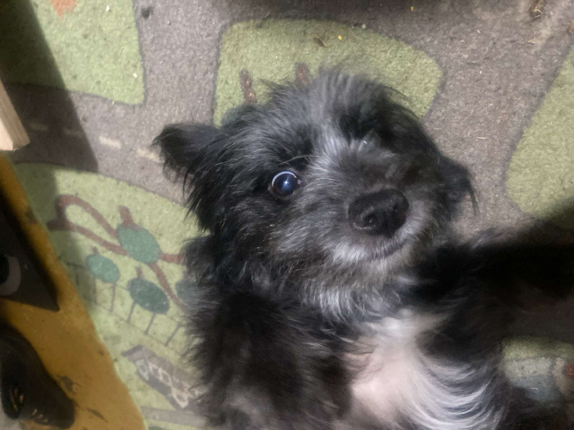 The image shows a close-up, high-angle shot of a small, dark-colored dog with a fluffy coat, lying on its back on a green and brown patterned rug. The dog's head is tilted upwards, and its blue eye is visible and looking towards the camera. The dog's fur is a mix of black and grey, with some white on its chest and muzzle. The rug appears to have a colorful, possibly children's, design. In the background, out of focus, are what appear to be dark-colored shoes and a wooden object. The scene appears to be indoors, on a floor. There are no visible indications of the city of Samara, Russia.
