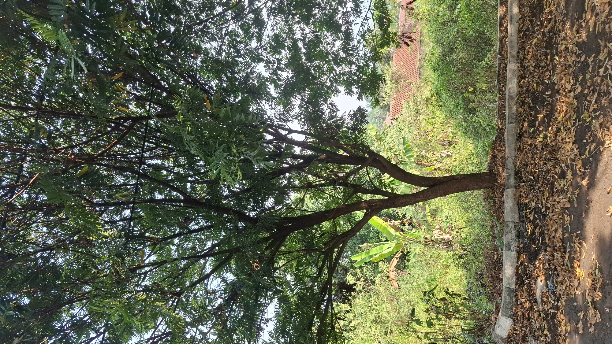 In Cilaku, Indonesia, a large tree stands prominently in the foreground, its branches reaching towards a clear sky. The tree's trunk splits into two main limbs near the base. The ground beneath the tree is covered in a thick layer of fallen, dry leaves, suggesting it is autumn or a dry season. A concrete curb separates the leaf-strewn ground from a patch of overgrown vegetation behind it. This vegetation includes banana plants with their characteristic large leaves, and other dense green bushes. In the background, several reddish-tiled rooftops are visible, peeking through the foliage, indicating the presence of nearby residential buildings. The overall scene depicts a natural setting within a semi-urban or suburban environment.