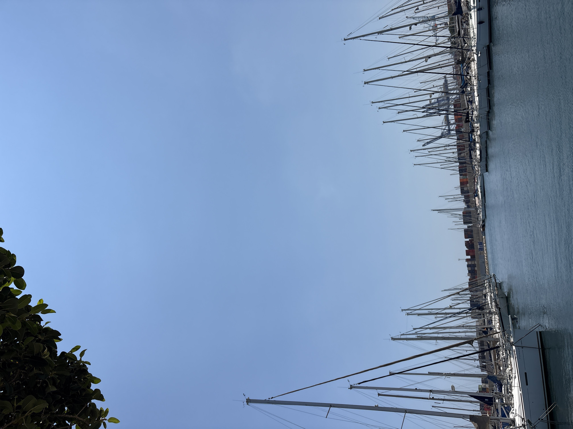 This is a landscape orientation, full-frame, eye-level shot of a marina in Valencia, Spain, on a clear, sunny day. The image is dominated by a vast expanse of bright blue sky, with a prominent line of sailboats filling the right side of the frame. The boats are docked in calm, blue water, with their masts reaching upwards, creating a striking visual pattern against the sky.
In the foreground on the left, lush green foliage from a tree partially obscures the view. The sailboats themselves are white, with dark blue accents on some of their sails. The masts are tall and slender, equipped with rigging and navigation lights. In the background, behind the sailboats, a harbor area with cargo containers and buildings is visible. The water appears still, reflecting the clear sky. The overall scene suggests a peaceful and picturesque day at the marina. The lighting indicates it's likely daytime, possibly late morning or early afternoon, given the brightness of the sky and the clear shadows. No people are discernible in the image, and there is no visible text.