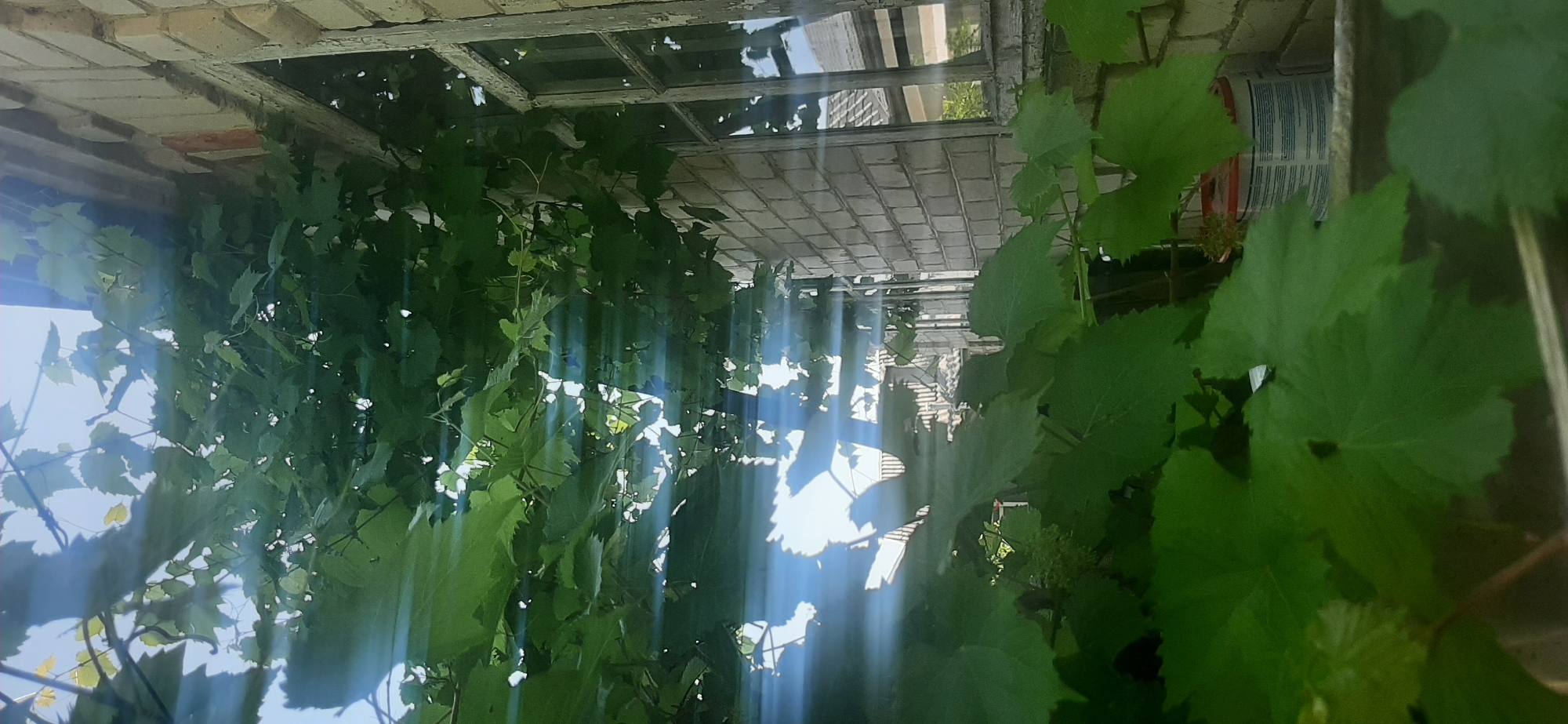 The image depicts a close-up view of lush green grape leaves and vines partially obscuring a pale brick wall with a weathered wooden window frame. Sunlight streams through the foliage, creating bright lens flares and streaks of light across the scene. The window appears to be part of an old building, possibly in a rural or semi-urban setting. In the background, hints of other structures and possibly roofing are visible through the leaves and reflections in the window. The overall impression is one of natural growth encroaching upon man-made structures. The location is stated to be Yessentukskaya, Russia.