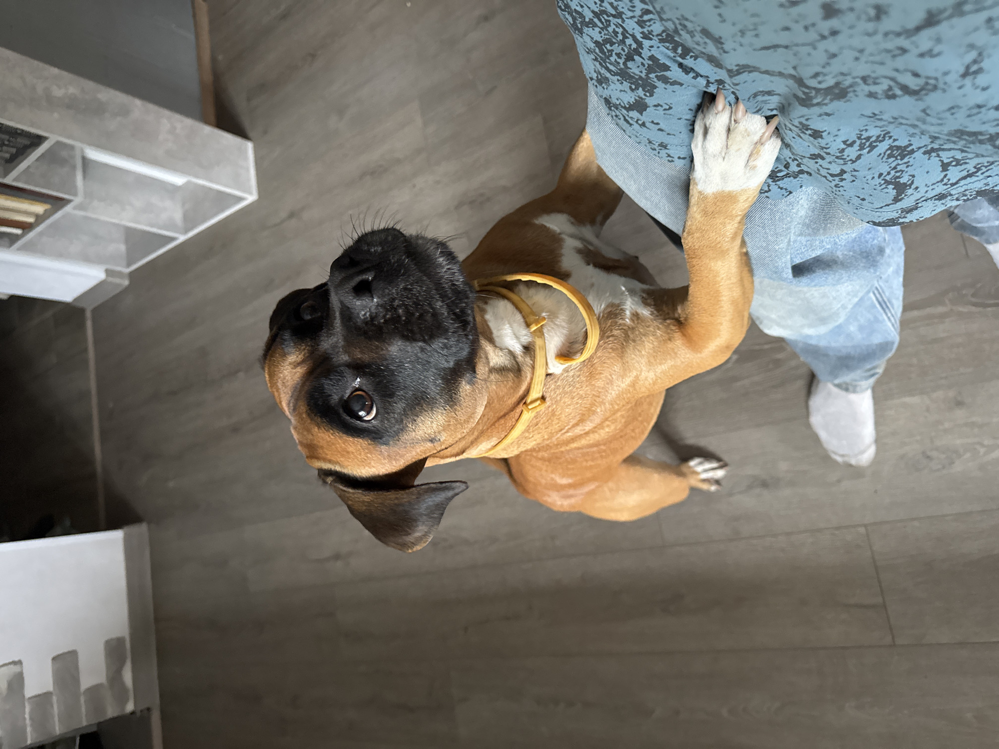 A medium shot, shot from a high angle, shows a Boxer dog standing on a wooden floor in what appears to be a home. The dog is facing upwards, looking directly at the camera. Its coat is fawn colored with white markings on its chest and paws. The dog is wearing a yellow collar. To the right of the dog, a person's legs are visible. They are wearing blue jeans and a blue patterned shirt, with white socks and shoes. The person's right hand is resting on the dog's back. The background includes a white shelf unit with some objects on it, and the wooden floor. The lighting suggests it is daytime. The overall mood appears playful and affectionate, as the dog is looking up at the person with an attentive expression. No visible text is present in the image. The location context of Chaikovsky, Russia, doesn't provide any specific visual cues in the image itself.